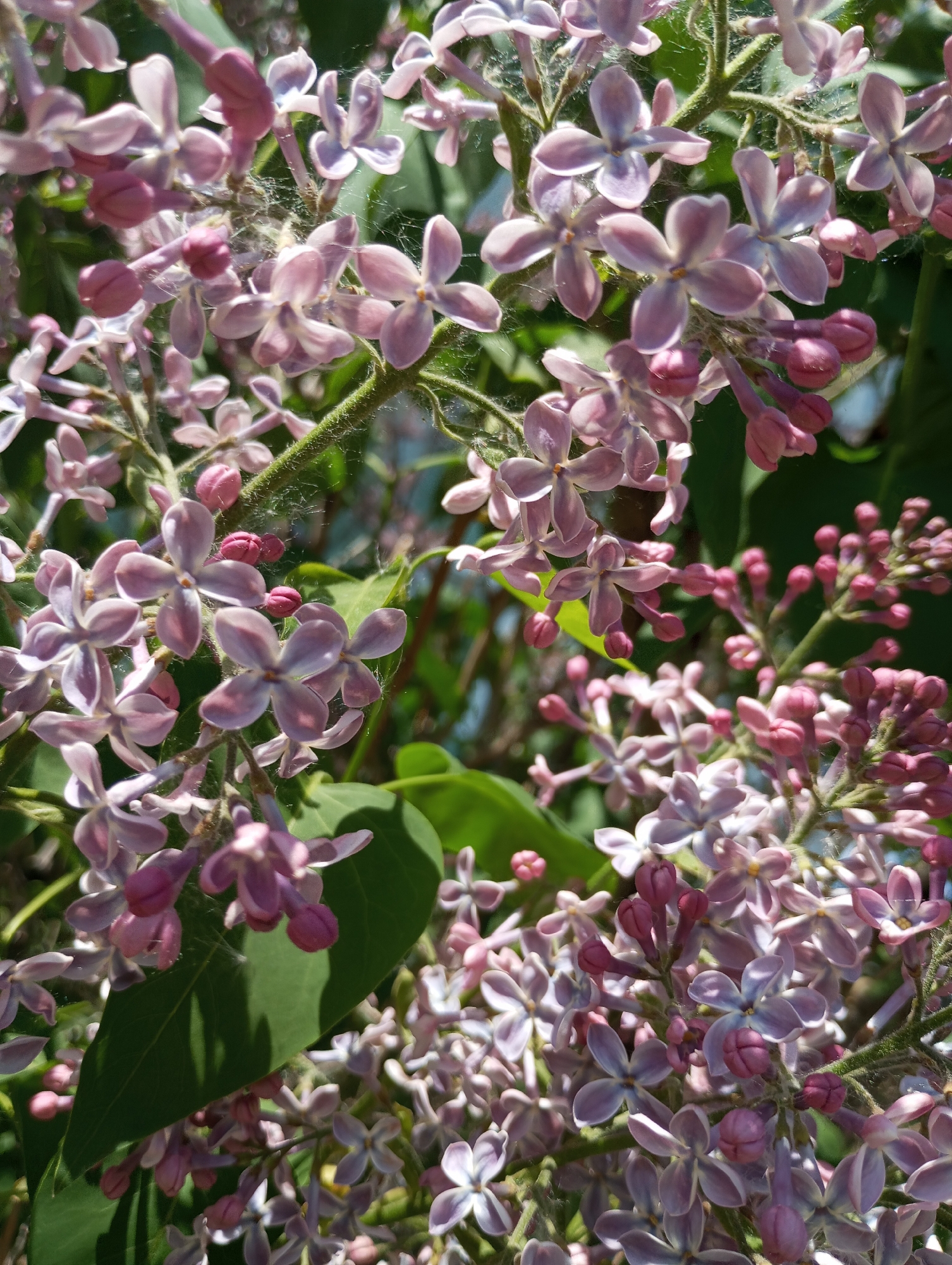 The image shows a close-up of a lilac bush in bloom. The flowers are a pale purple color, with some buds still closed and pink. There are some green leaves visible in the background. Cobwebs are present on the branches. The location and city details are not possible to determine.
