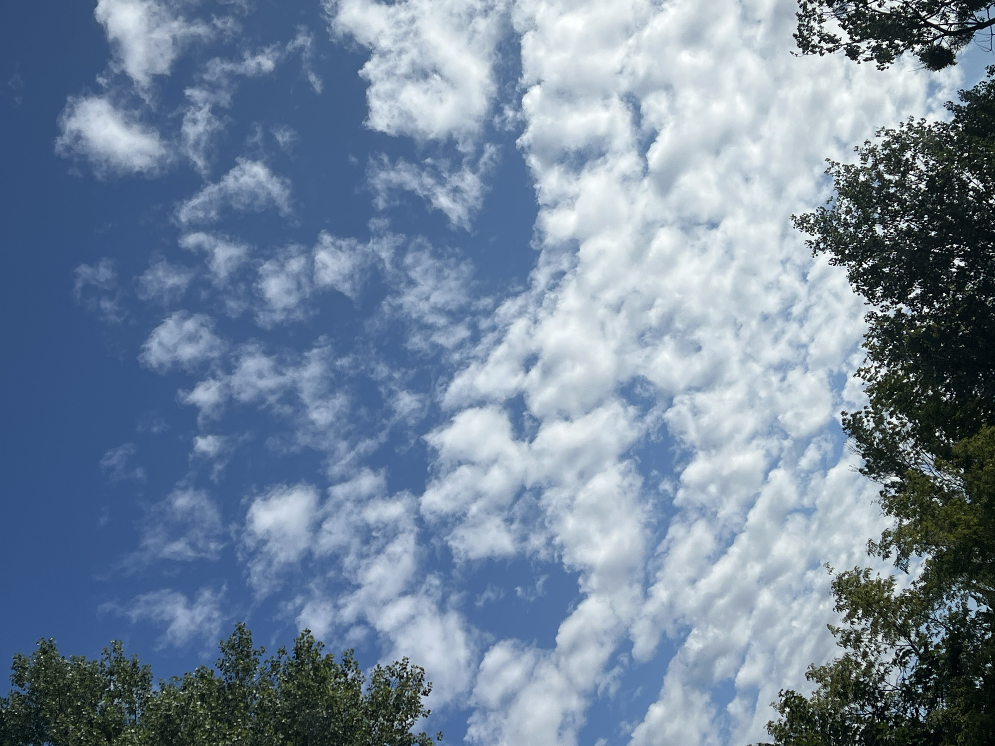 The image shows a sky with scattered white clouds against a clear blue background, seen from below. The tops of several trees with green foliage are visible along the bottom edge of the frame, suggesting an outdoor, possibly park-like setting. The lighting indicates it is daytime. There are no people, actions, or interactions depicted. The image does not contain any information to suggest it is located in Warsaw, Poland.