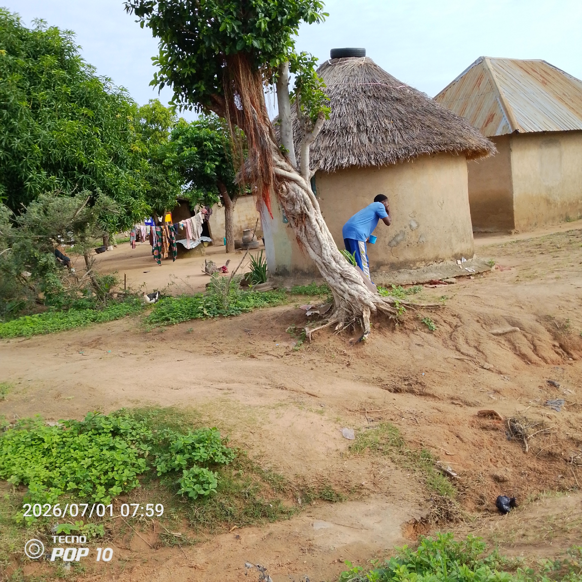 This media file captures a scene in Jalingo, Nigeria, likely in the morning as indicated by the timestamp "2026/07/01 07:59". The setting is a rural or semi-rural environment with unpaved ground and scattered vegetation. Two dwellings are visible; one with a thatched roof topped with a tire, and another with a corrugated metal roof. Both buildings appear to be constructed with earth or mud.
In the foreground, a person wearing a blue shirt and blue pants with white stripes is partially visible. They are leaning forward, holding a light blue cup to their face, possibly drinking or washing. Beside them is a large, gnarled tree with exposed roots, adding to the rustic feel of the location. In the background, laundry is hanging on a line, suggesting ongoing daily life. There's also evidence of animal life, with what appears to be a duck visible on the ground.
The overall impression is one of a simple, everyday moment in a community, with a focus on the natural elements and human activity. The weather appears to be overcast or hazy, judging by the diffused light. Visible text includes the timestamp and "TECNO POP 10", indicating the device used for capture.
