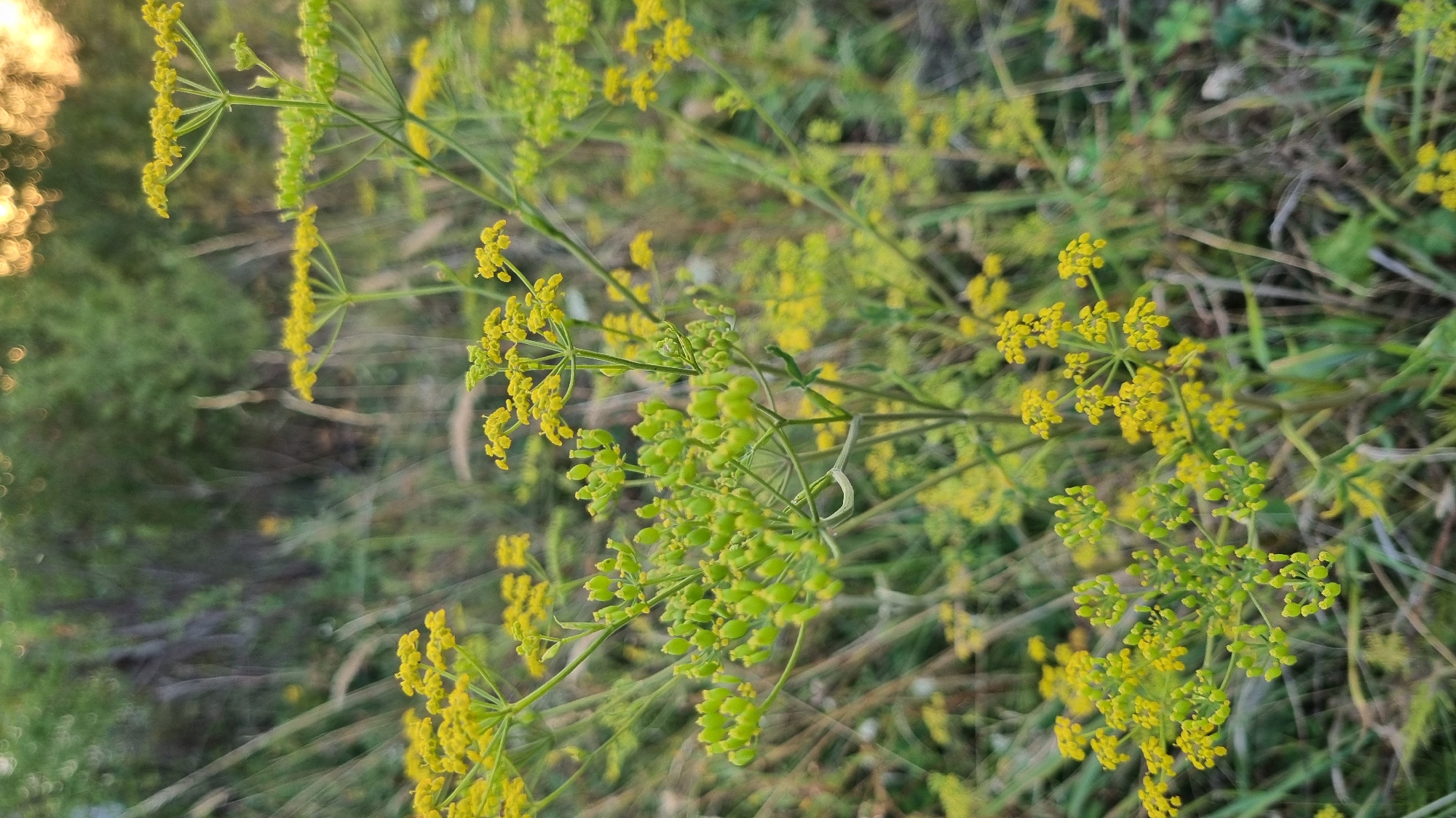 The image is a close-up, vertical, outdoor shot of a flowering plant with small yellow blossoms and developing green seed pods. The plant has a delicate, branching structure. The background is blurred, showing greenery and hints of sunlight filtering through trees. The setting appears to be natural, possibly a field or meadow, and there are no people or man-made structures visible in the frame. The overall impression is of a serene, natural scene with the focus on the details of the plant's life cycle. Based on the available information, the location is identified as the city of Berehove, Ukraine.