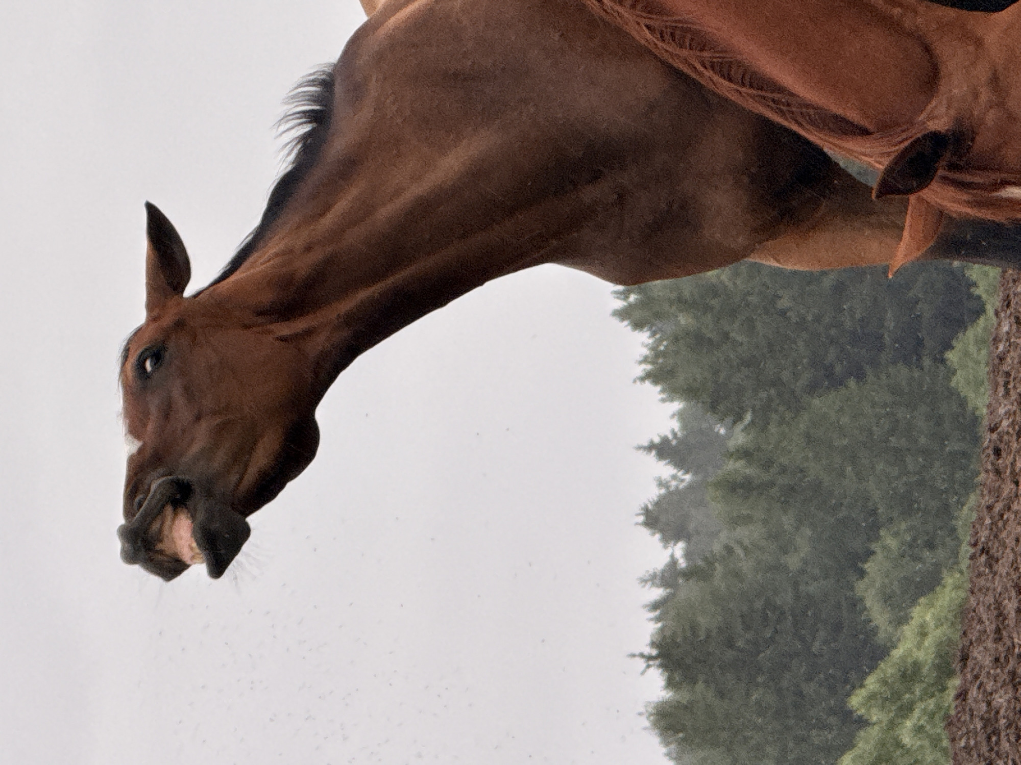 In Galinė, Lithuania, a brown horse with its mouth open is captured from the neck up against a grey, overcast sky. Its head is tilted upwards, revealing its teeth and pink gums. In the background, a dark green forest of pine trees stretches across the horizon, with a patch of lighter green foliage in the foreground. A muddy, dark brown ground covers the bottom portion of the image. Another horse's head, partially visible, is in the lower right corner.