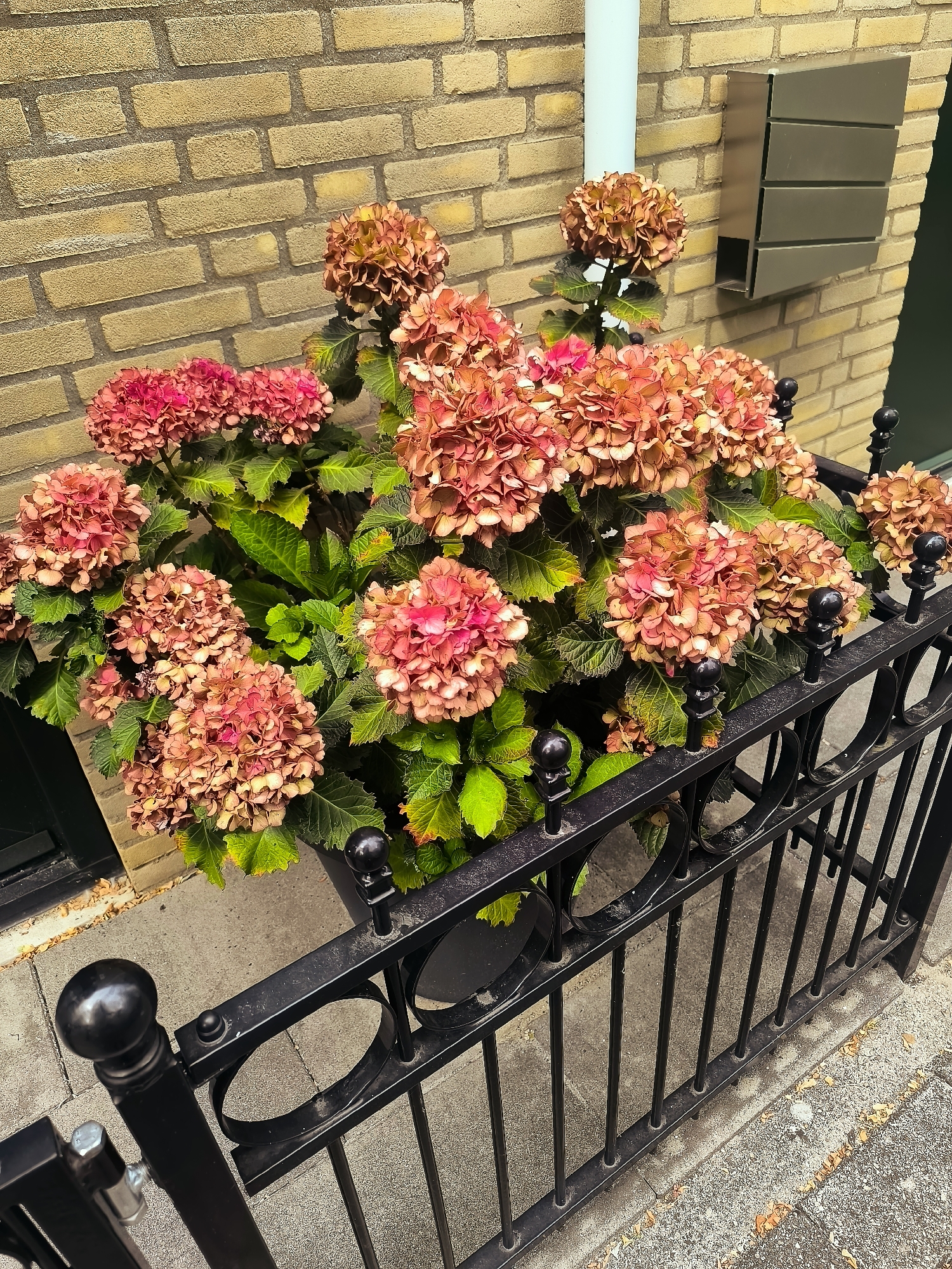 A close-up, eye-level shot shows a planter filled with blooming hydrangeas in varying shades of pink and coral. The flowers are densely packed, with lush green leaves visible underneath. Behind the planter, a textured yellow brick wall serves as a backdrop. To the right of the flowers, a light blue downspout runs vertically against the brick wall, and a dark gray, mail-slot-like object is mounted on the wall. A black metal fence with decorative circular elements and finials runs across the bottom half of the image, partially obscuring the planter. The ground in front of the fence is paved with gray interlocking bricks, with a few fallen brown leaves scattered on the surface. The scene appears to be an outdoor setting in a residential or urban area.