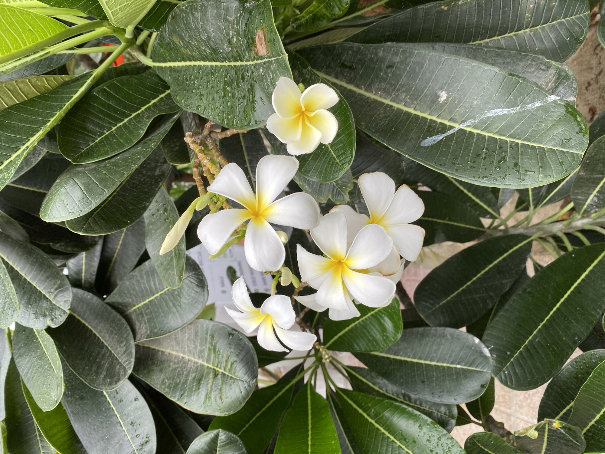 The image captures a close-up view of several white and yellow plumeria flowers and their large, dark green leaves. The leaves exhibit prominent veins and appear slightly damp, suggesting recent rain or dew. Some leaves have a waxy sheen, and a few show minor imperfections like water spots or smudges. In the background, out of focus, there are glimpses of what appears to be a sign with some text and a textured surface that could be a wall or pavement. The lighting suggests an outdoor setting, likely in a garden or park. Based on the typical vegetation and climate, this scene could be found in Nha Trang, Vietnam, where plumeria trees are common and often adorn public spaces and private gardens. There are no people or animals visible in the image.