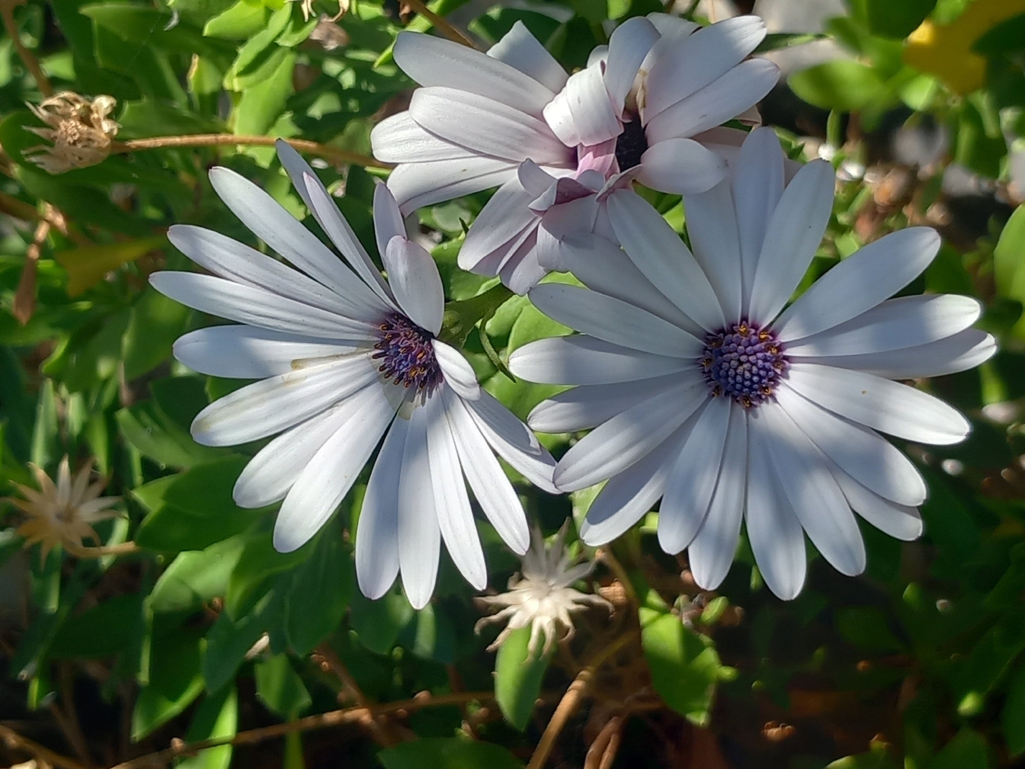 A close-up, eye-level shot focuses on three white African daisy flowers with purple centers, set against a backdrop of green foliage and blurred brown stems. The flowers are in various stages of bloom, with some petals slightly curled. Sunlight casts shadows on the petals and leaves, creating a dappled effect. The overall scene suggests an outdoor garden setting. The image is not geographically tagged to a specific city.