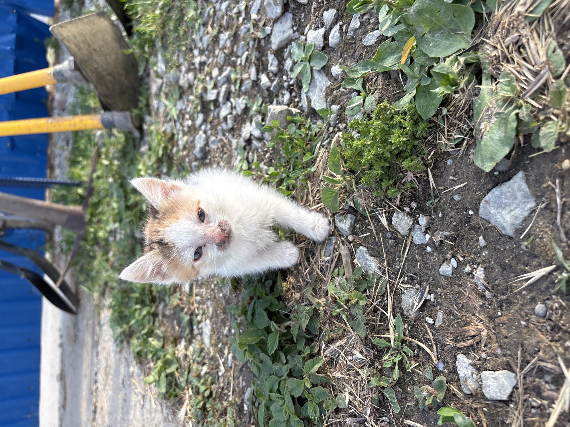 A small, mixed-breed kitten with white, orange, and brown markings is standing on a patch of dirt and gravel. The kitten is looking directly at the camera, with its mouth slightly open. The kitten's fur is somewhat messy, and its face appears to have some dirt or debris on it. In the background, there are some green plants, dried grass, rocks, and a portion of a blue fence. Behind the fence, yellow handles of gardening tools, possibly a hoe and a shovel, are visible. The overall scene suggests an outdoor, rural or semi-rural environment.
