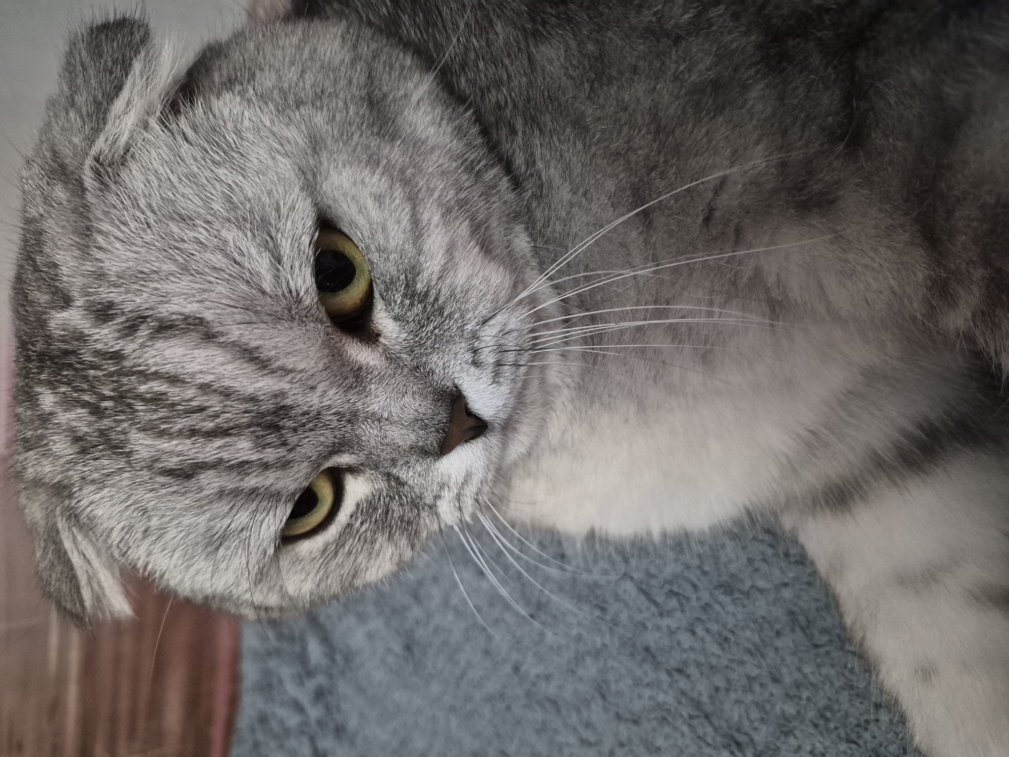 A close-up, high-angle medium shot captures a Scottish Fold cat's face, rendered in a detailed, forensic style. The cat's fur is predominantly silver tabby with darker gray markings, appearing soft and slightly ruffled. Its ears are folded forward, a characteristic trait of the breed. The cat's eyes are a striking yellow-green, with pupils dilated to almost black, conveying an intense, perhaps wary, gaze. The brow is furrowed, adding to a sense of sternness or concern. The nose is a dark brown, and long, white whiskers fan out from the muzzle. The cat is positioned on a textured, deep blue surface, likely a blanket or rug, which fills the left and lower portions of the frame. The background is softly blurred, with horizontal lines of muted reddish-brown suggesting a wall or furniture behind the cat. The lighting is even, highlighting the texture of the fur and the subtle contours of the cat's face. No human subjects are present in the image, and no actions or interactions are depicted. The scene is static and focused entirely on the feline subject.