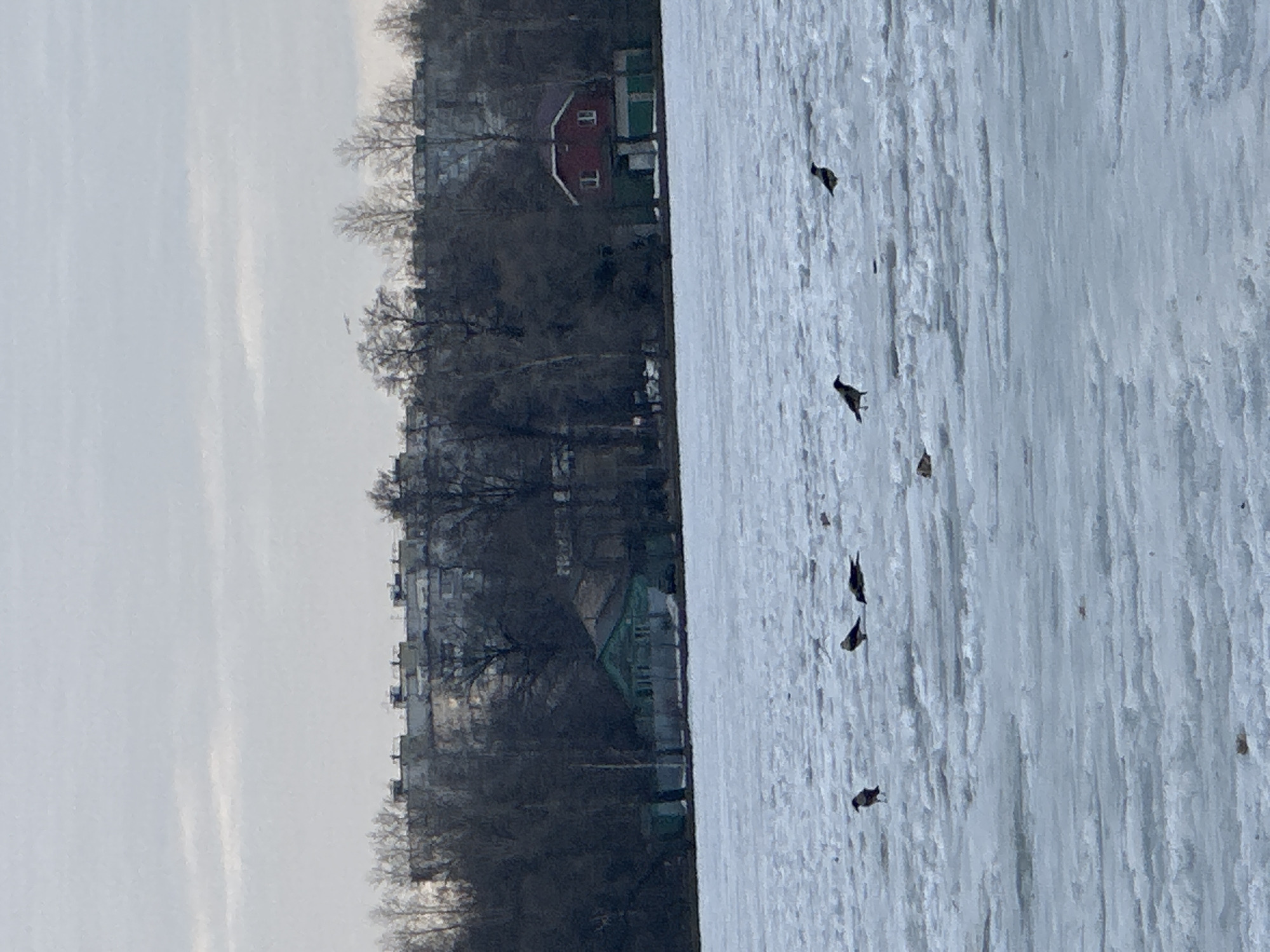 A landscape photograph shows a row of city buildings and houses bordering a partly frozen lake with at least seven birds on the ice. The photograph's angle shows the lake on the right, with a series of urban buildings with trees along the shoreline to the left. There is a red building with a green section on the left. The lake ice is white with some variation, and a few objects are visible on the ice. The sky is light gray. Based on the architecture and the frozen lake, this scene is likely in Moscow, Russia.