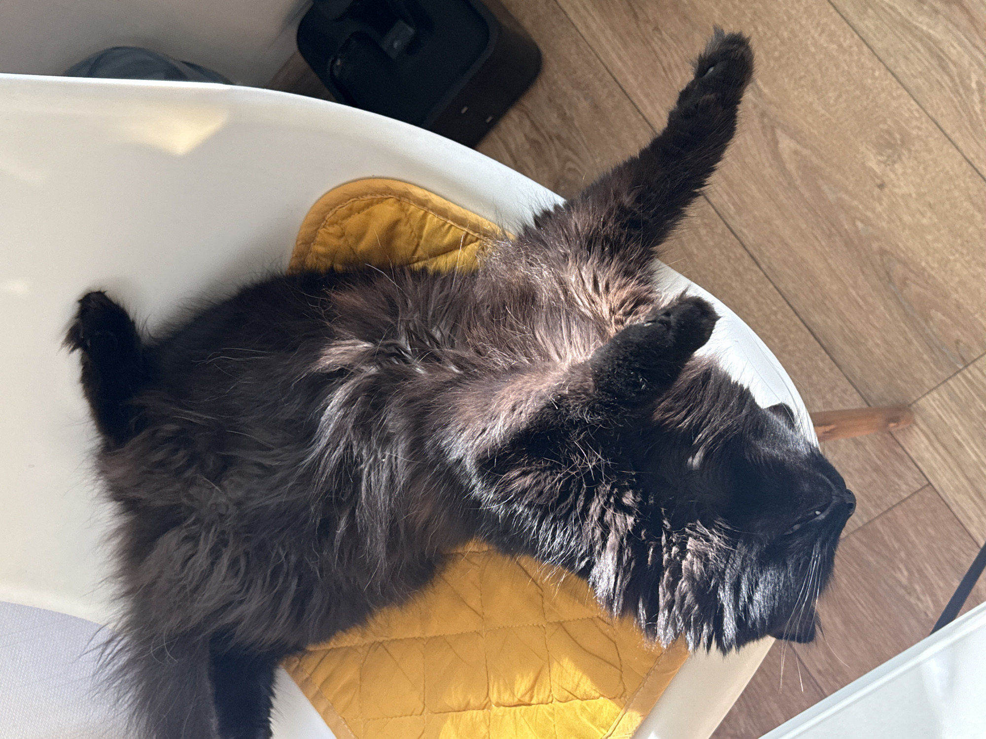 A long-haired black cat is sprawled on a white chair with a yellow cushion. The chair is indoors, on a light wood floor. A black object (possibly a vacuum cleaner base) is near the chair. The cat has one paw raised. The location is assumed from search query.