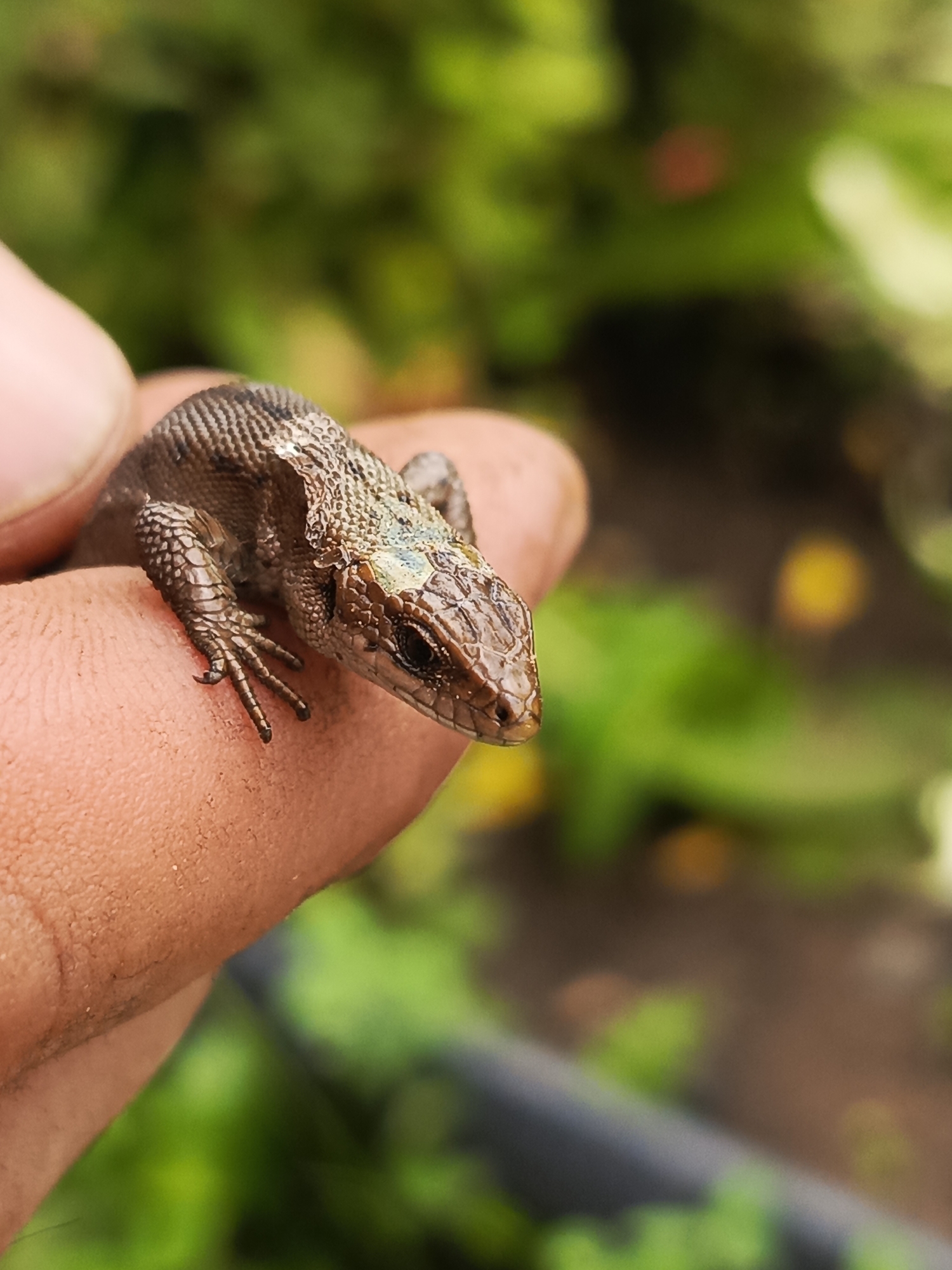 In Kauchuk Stantsiya, Russia, a close-up, vertically oriented photograph shows a person's thumb and forefinger gently holding a small, brown lizard. The lizard is positioned on the person's finger, facing towards the right of the frame. Its scaly skin is visible, with its head slightly tilted and its eye discernible. The background is out of focus, displaying a blurred expanse of green foliage, with hints of brown earth and a few small, out-of-focus yellow or red circular shapes, suggesting an outdoor, natural setting, possibly a garden or park. The lighting is soft and natural.