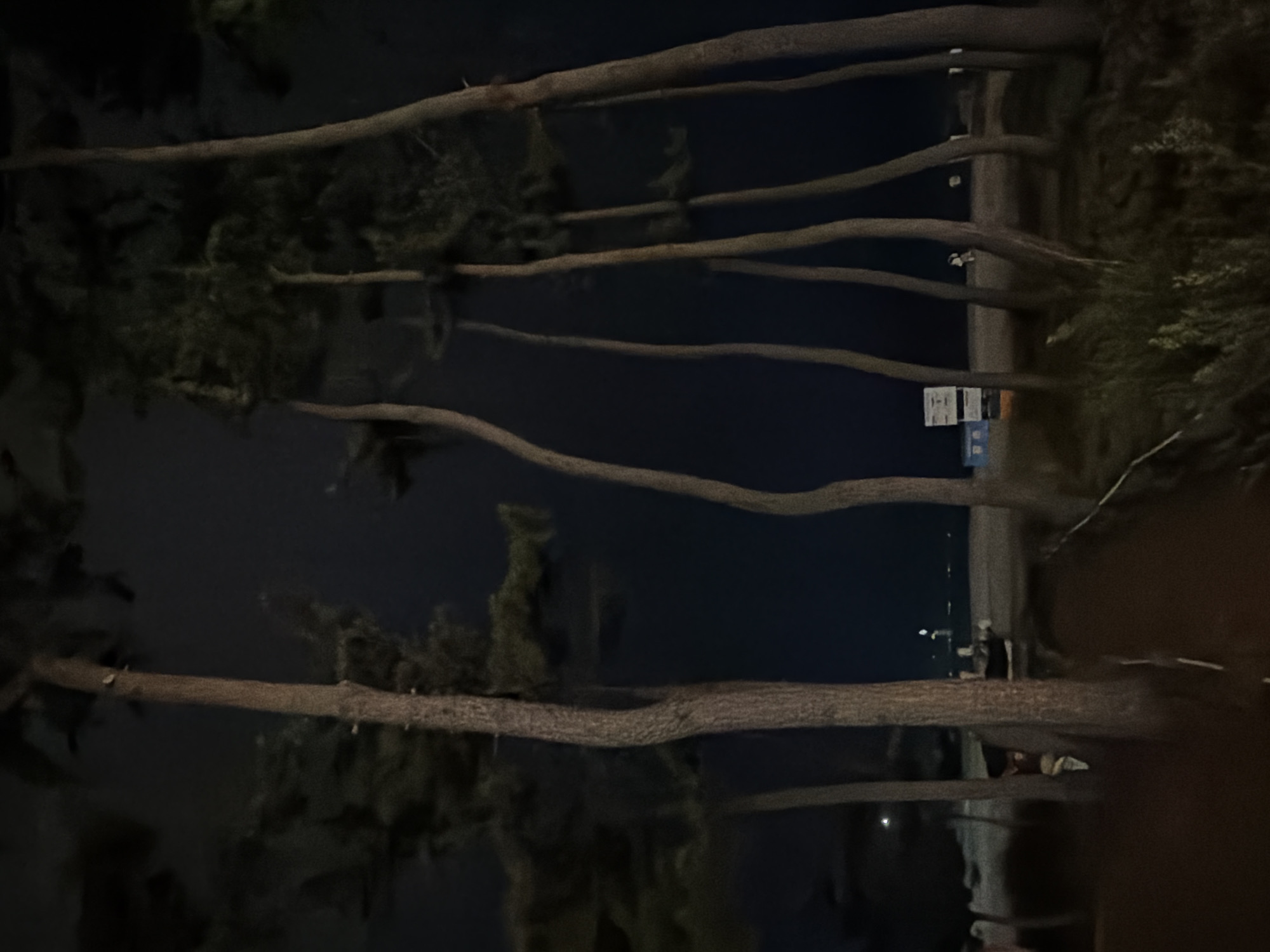 A nighttime photograph captures a grove of pine trees on a beach. The trees are tall and slender, with dark green needles that blend into the night sky. The sand of the beach is visible in the background, as are a few distant lights that suggest the presence of a town or city. A small blue structure and a white sign are also visible on the beach, possibly indicating a restroom or information booth. The scene is peaceful and serene, with the gentle rustling of the pine needles and the sound of the waves creating a calming atmosphere.
