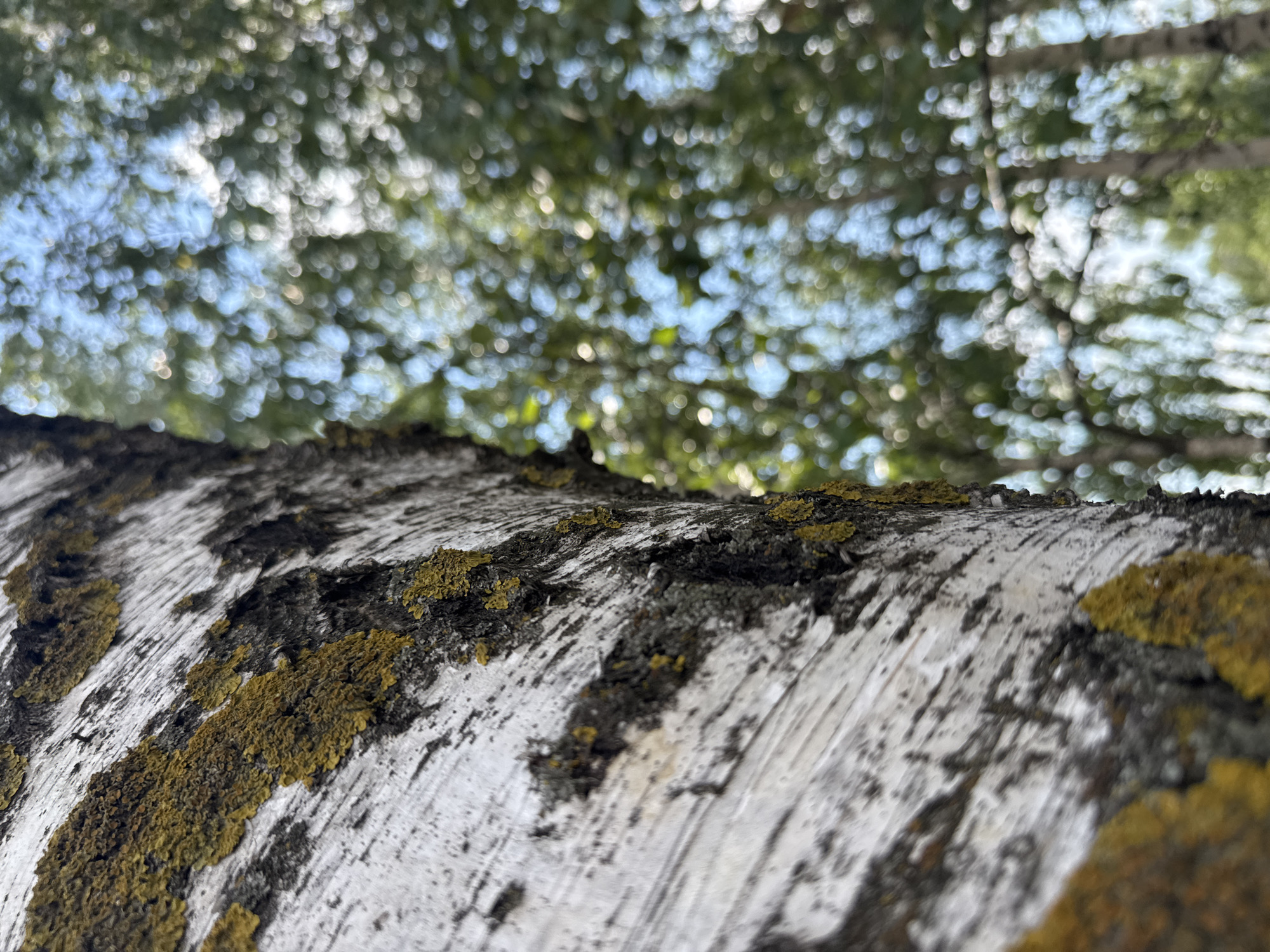 The image presents a close-up, low-angle view of tree bark, likely from a birch tree, given its characteristic white and black markings and the mossy green patches. The bark fills the foreground and extends diagonally across the frame, showing a rough, textured surface. The upper portion of the image is out of focus, revealing a bokeh effect of green leaves and patches of blue sky, suggesting an outdoor setting in daylight. The soft focus and light indicate a bright, possibly sunny day, with the sun filtering through the foliage. The overall impression is one of nature, close observation of a tree's surface, and a serene outdoor atmosphere. No people, text, or specific events are depicted. The location context is Kryvyi Rih, Ukraine.