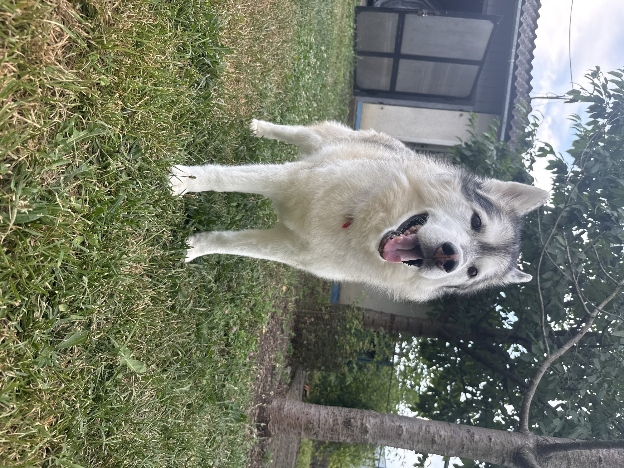 An adult, Alaskan Malamute dog stands in a grassy backyard. The dog is facing forward, with its mouth open and tongue out. It has gray and white fur and stands on four legs. Behind the dog, there is a house with a red-tiled roof and an open door. A tree stands to the right of the dog, and there are green bushes and trees in the background. The ground is covered in grass. The scene is outdoors, in what appears to be a residential area.