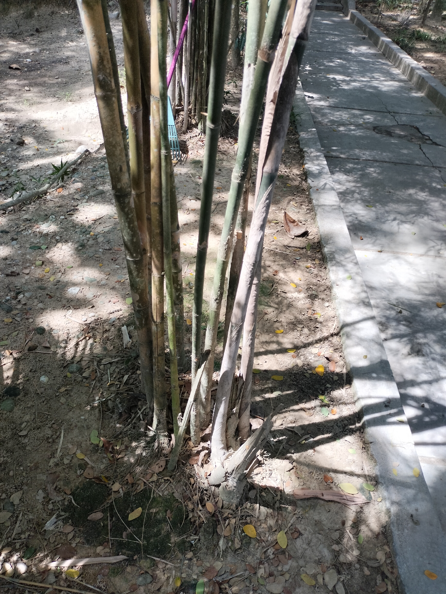 The image captures a cluster of bamboo stalks growing alongside a concrete pathway in Seuneubokpeunteut, Indonesia. The bamboo is varied in color, ranging from light brown to greenish-grey, and shows signs of wear and tear, with some stalks appearing dry and peeling. The ground around the bamboo is covered in dirt, scattered leaves, and debris, with patches of moss visible. Sunlight filters through the bamboo, casting dappled shadows on the ground and the pathway. The pathway itself is constructed of concrete slabs and runs alongside a low concrete barrier. The surrounding environment suggests an outdoor, possibly park-like setting. No people or animals are present in the image.