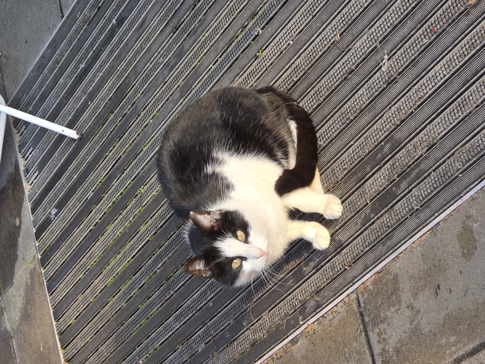 A black and white cat is lying on a gray, ridged surface that appears to be part of an outdoor stairwell or ramp. The surface transitions to a concrete area on the right side of the frame. Part of a white object is visible on the left side of the image. The location is Burgas, Bulgaria.