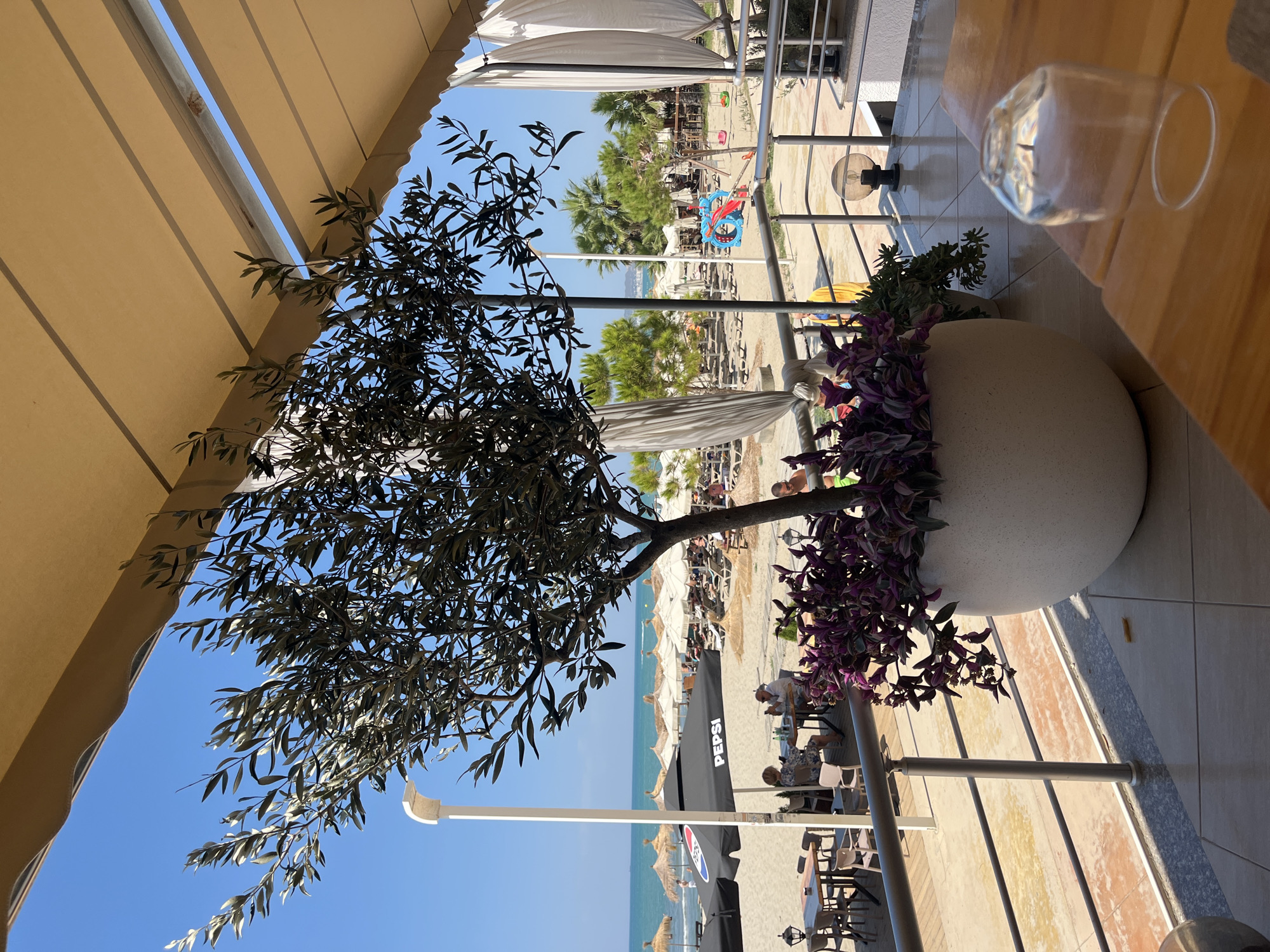 This is a photograph taken from a balcony overlooking a beach in Bashkia Durrës, Albania. In the foreground, a large potted plant with dark purple and green foliage sits on the balcony, next to an olive tree with dark green leaves. A glass is placed upside down on a wooden table. Beyond the balcony, the beach is visible with numerous lounge chairs and umbrellas. A black umbrella with a "Pepsi" logo is prominently displayed on the sand. Several people are seen sitting at tables on the sand and walking along the beach. In the background, there are palm trees and other vegetation, with the sea and a clear blue sky completing the scene.
