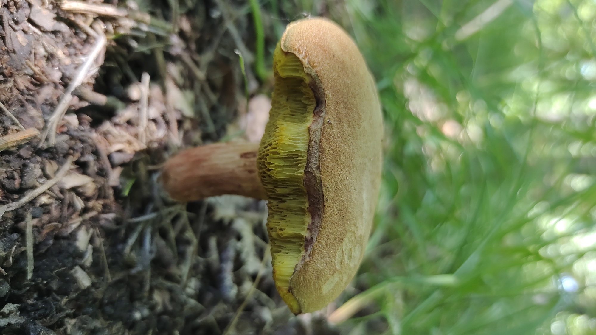 A single mushroom with a tan cap and yellow gills grows from the forest floor. The mushroom is positioned in the center of the frame, with its stem partially visible against the leaf litter and soil. Out-of-focus green foliage is present in the background, suggesting a natural outdoor environment. There are no people or human activity depicted in the image. The scene is consistent with a woodland setting in Mikhaylovka, Russia.