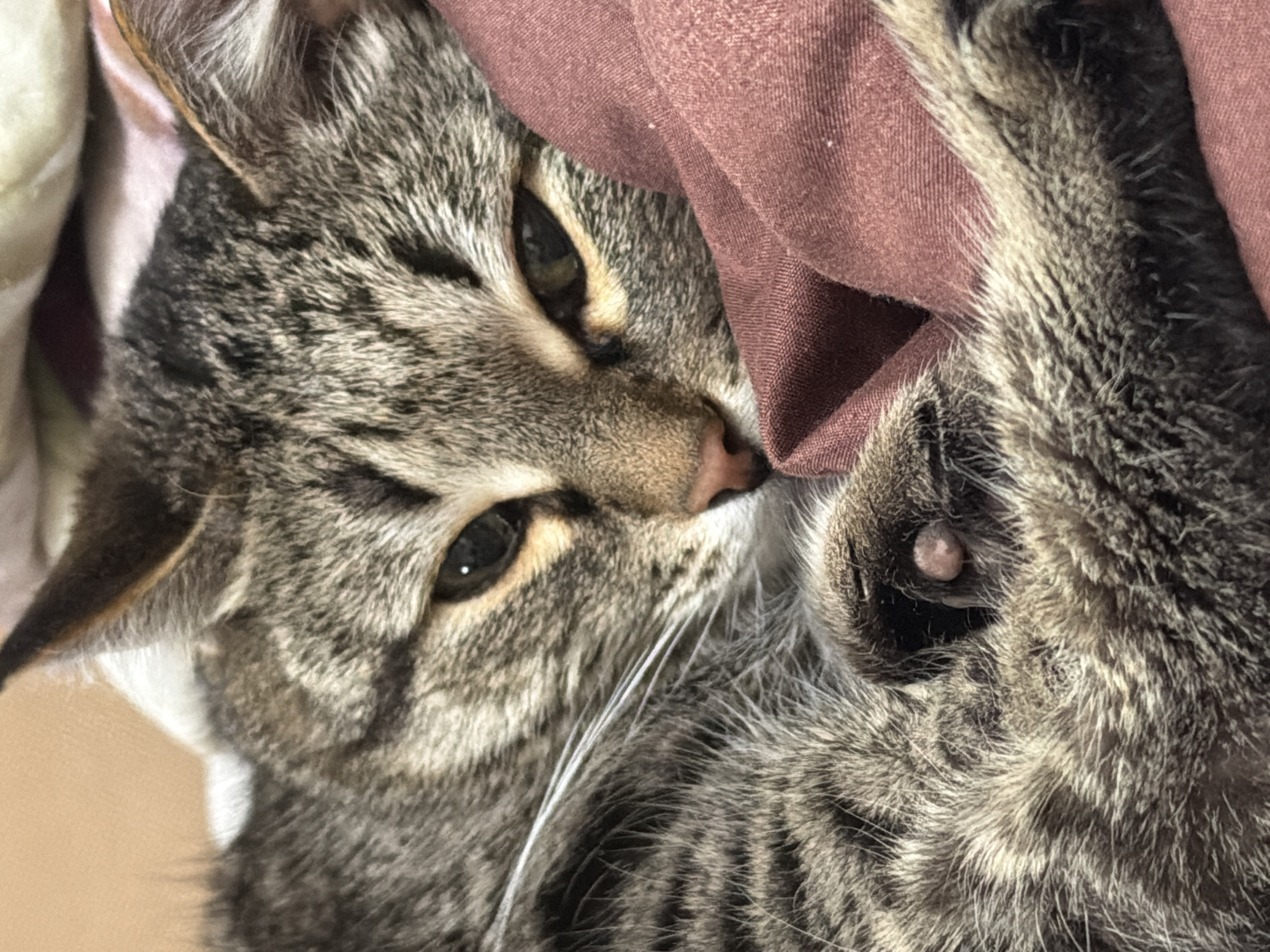 The image is a close-up of a tabby cat lying down. The cat's head is visible, with its face turned slightly towards the camera. It has green eyes and a pink nose. The cat is nestled against a maroon-colored cloth. The location, Izhevsk, Russia, is not discernible from the image.