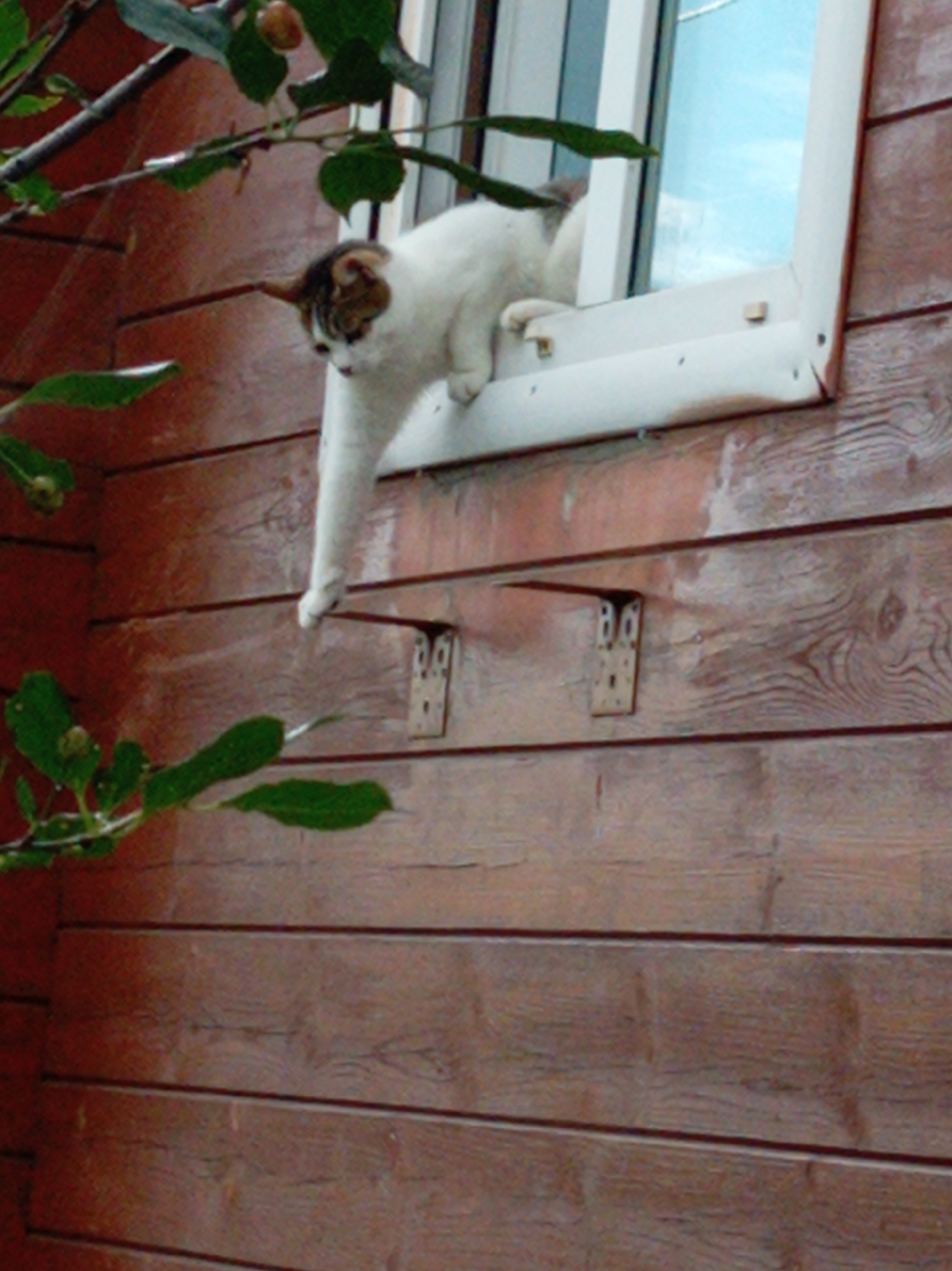 A white and brown cat is perched on the exterior windowsill of a wooden building, its front paws extended as if reaching for something or preparing to jump. The cat's body is angled towards the right side of the frame. The building's exterior is clad in horizontally oriented wooden planks, painted a reddish-brown. A window frame, painted white, encloses a pane of glass reflecting a bright blue sky. Several green leaves and branches from a plant are visible in the upper left corner, partially obscuring the background. Two small, metal L-shaped brackets are affixed to the wooden wall below the windowsill, one directly beneath the cat's extended paw. The scene appears to be outdoors, with the light suggesting it is daytime. The location is Artyom, Russia.