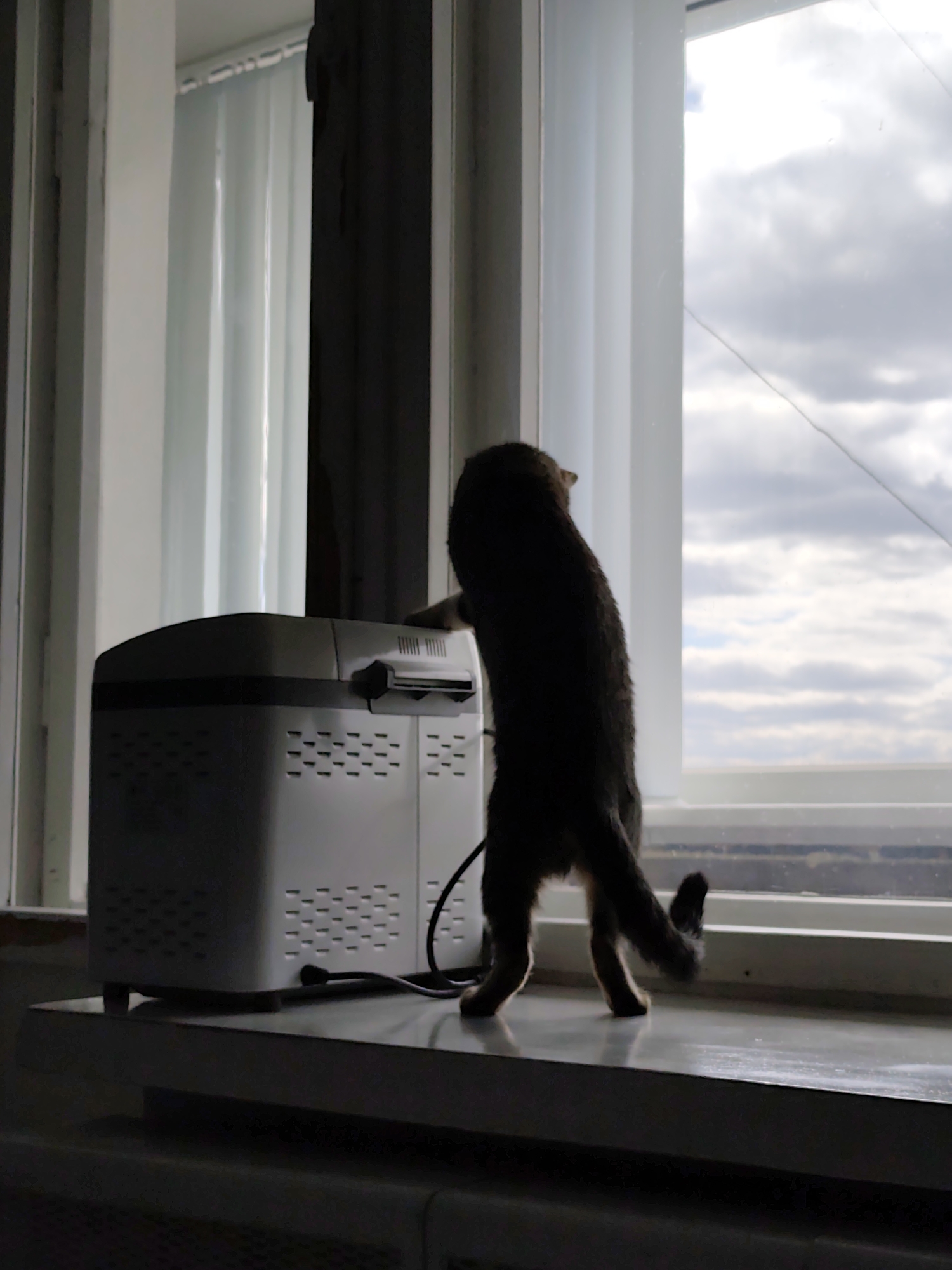 A cat stands on its hind legs on a white surface in front of a white appliance. The cat faces a window with white curtains and a view of a cloudy sky. The image was taken indoors in Chaikovsky, Russia.