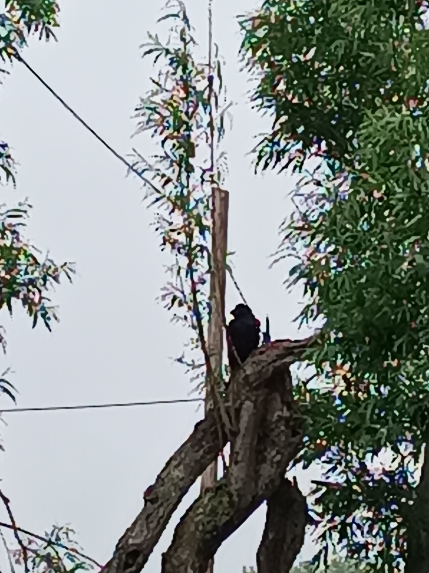 The image captures a bird, likely a crow or raven, perched atop a broken tree stump. The bird, silhouetted against a bright, overcast sky, is black and appears to be looking down. Its posture suggests it might be scanning its surroundings or resting. The tree stump is weathered and broken, with jagged edges, indicating it is likely dead or damaged. Several branches from the same tree are visible, some still bearing green leaves, while others are bare and gray. Another tree with lush green foliage is present to the right of the frame, and hints of a similar tree are on the left. A thin wire, possibly a power line or telephone wire, stretches diagonally across the upper portion of the image, suggesting the presence of human infrastructure in the natural setting. The overall scene is outdoors, likely in a rural or semi-rural area given the natural elements and the wire. The sky is a uniform light gray, suggesting either early morning, late afternoon, or a heavily overcast day, ruling out bright sunlight. No text is visible in the image.