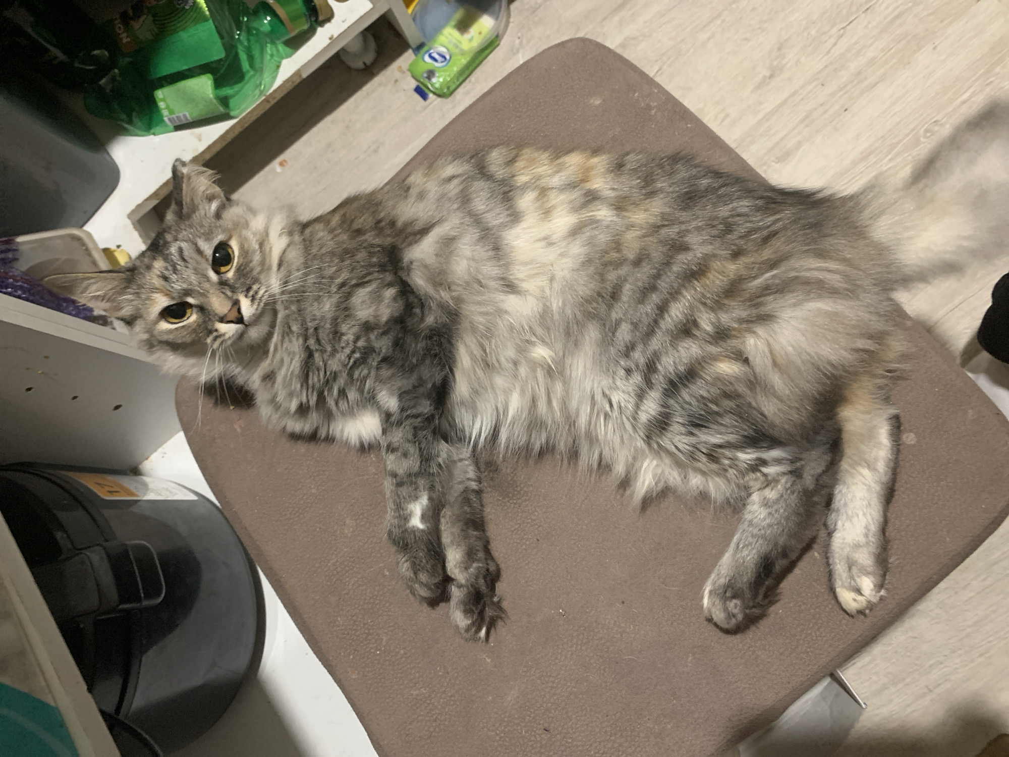 A long-haired cat is lying on a brown chair. The cat is mostly gray with some tan markings. It is looking at the camera with yellow eyes. The chair is positioned near a shelf with green bottles and other items. A black object is visible near the bottom left of the frame. The floor is light-colored. The location is not discernible from the image.