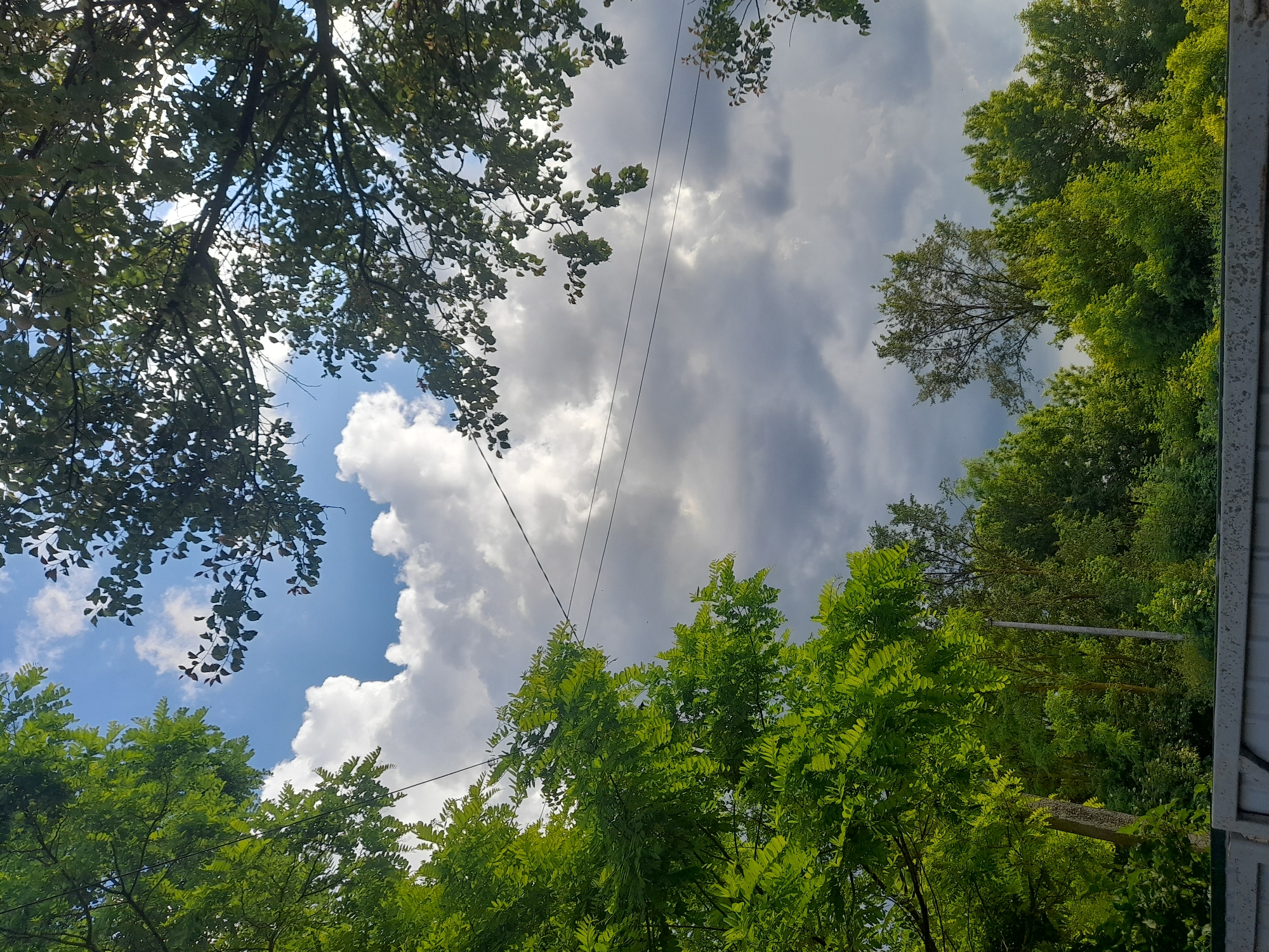 The image depicts a view looking upwards through the canopy of trees towards a cloudy sky. The foreground is dominated by lush green foliage from trees on the left and right sides, with a grey fence running along the bottom. The sky is a mix of bright blue patches and large, white, billowing clouds, with some darker, more ominous clouds towards the center. Power lines are visible stretching across the sky. In the background, a dense line of various green trees and foliage forms the horizon. A single, thin utility pole is visible among the trees on the left side. The scene suggests an outdoor environment in a rural or suburban area, possibly Kliushnykivka, Ukraine, given the context. There are no people or animals visible in the image. The lighting indicates it is daytime, with sunlight filtering through the clouds and leaves.