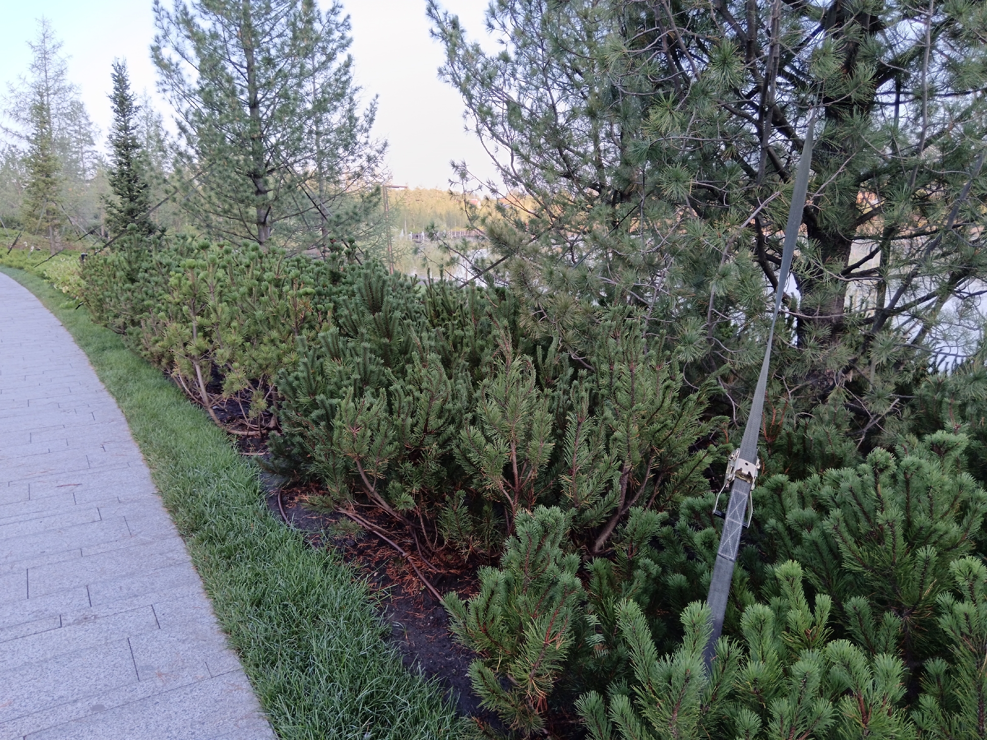 In the city of Ozernoe, Russia, a paved pathway curves to the left, bordered by a strip of lush green grass. Beyond the grass is a dense line of low-lying evergreen shrubs, primarily pine, with visible reddish-brown branches and needles. These shrubs extend along the path. Further back, taller pine trees with dark trunks and dense green foliage are present. In the background, a body of water is visible, with a treeline and buildings on the opposite shore, suggesting a park or natural landscape setting. A grey strap with a metal fastening mechanism is suspended vertically among the branches of one of the larger pine trees, indicating some form of installation or maintenance activity. The sky is overcast with a light-colored haze.