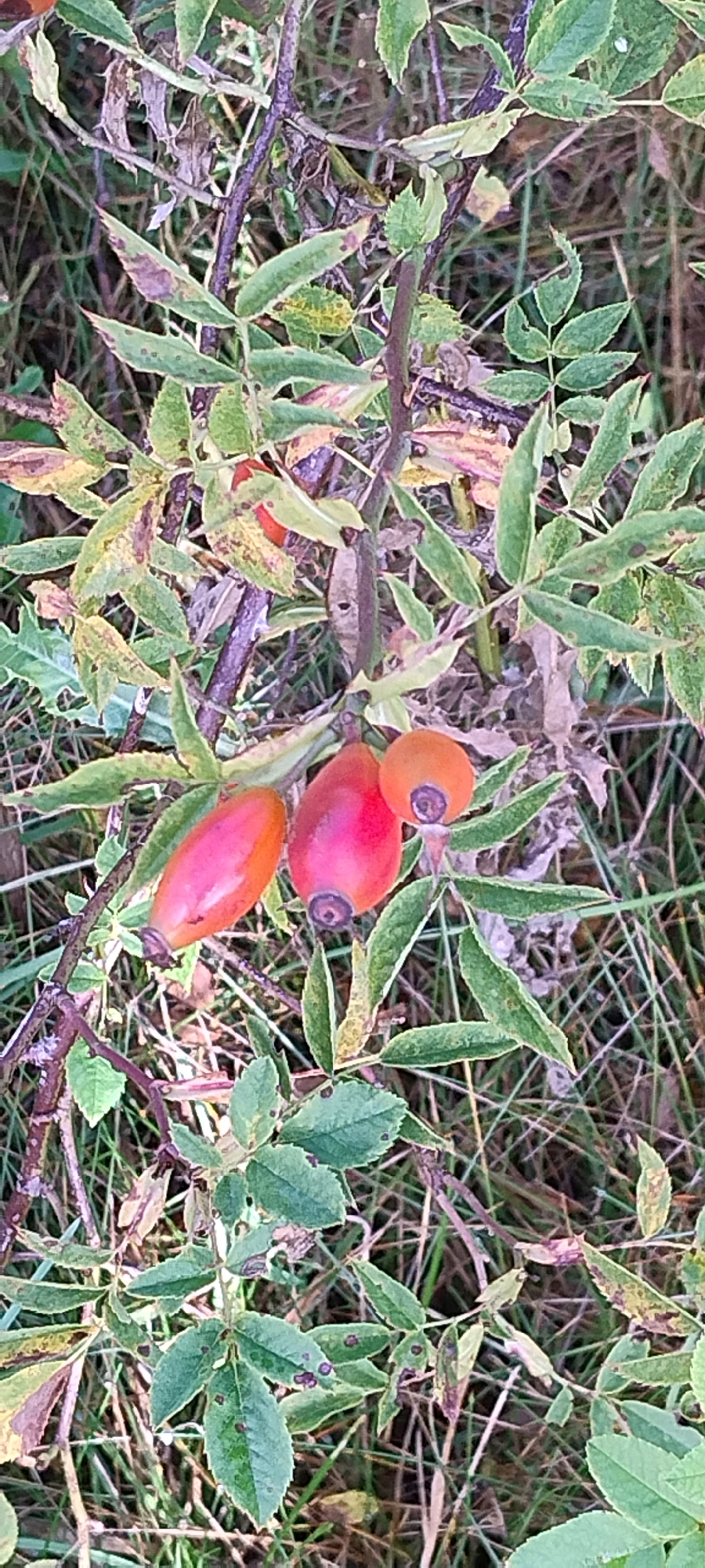 A close-up, high-angle shot shows rose hips on a plant. The rose hips are clustered together, with three clearly visible in the foreground. One is oblong and bright red, another is slightly smaller and also red, and a third is round and orange. The plant has green leaves, many of which show signs of damage with brown and yellow spots. The background consists of dry grass and some darker foliage. The scene appears to be outdoors, likely in a natural or garden setting. No people are present. The location is Ishøj, Denmark.