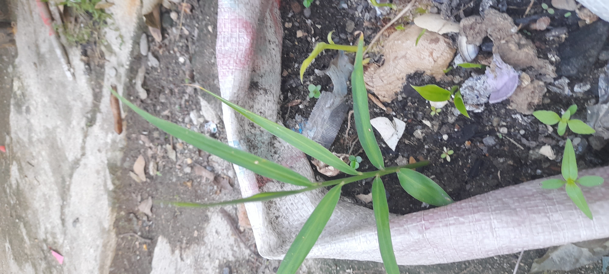 The image depicts a close-up, elevated view of a plant growing in a container in Buketteukuh, Indonesia. The container appears to be made of a white, woven plastic material with some red markings. Inside the container, there is dark soil and various debris including plastic fragments, leaves, and other organic matter. The dominant plant has long, green, linear leaves with parallel venation characteristic of monocots. The leaves sprout from a central stem. There are also smaller seedlings with broader leaves scattered around the container. The area surrounding the container is a grey concrete surface with some pebbles and sparse vegetation.