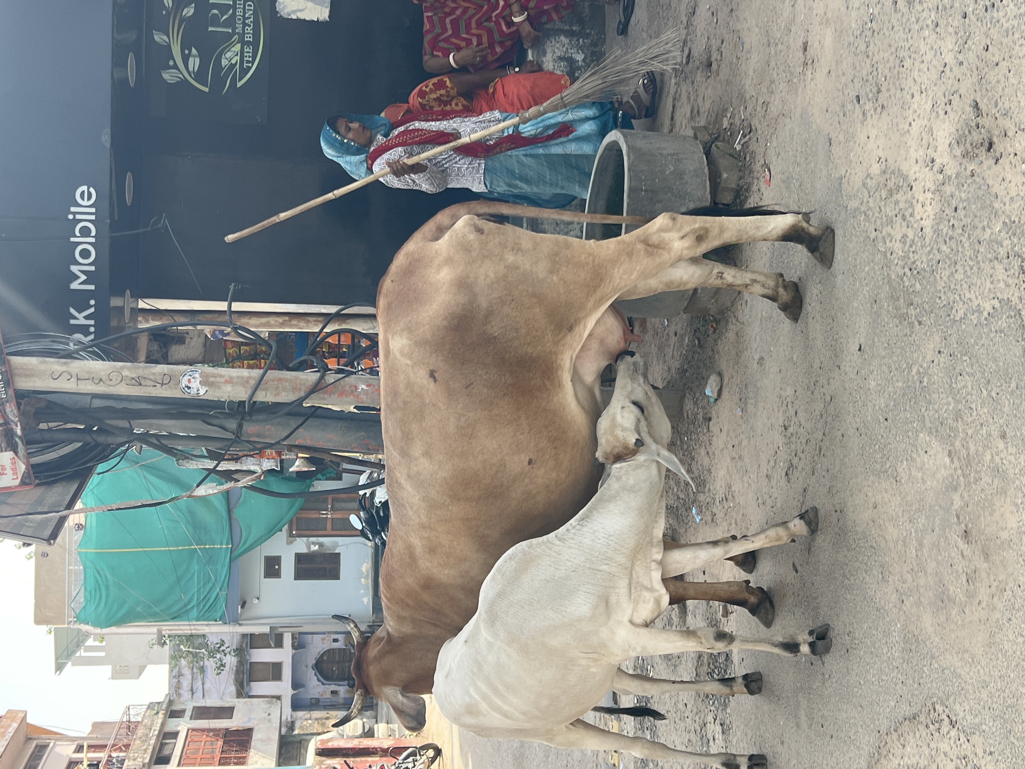 In Pushkar, India, a brown cow is being milked by a lighter-colored calf. The animals stand on a dusty, paved street. Behind them, a woman in a blue headscarf and a white and red patterned shirt sweeps with a broom. To her right, another woman in a red and orange outfit sits. A shopfront with the name "R.K. Mobile" is visible behind the people. The scene is framed by buildings and electrical wires, indicative of an urban environment.