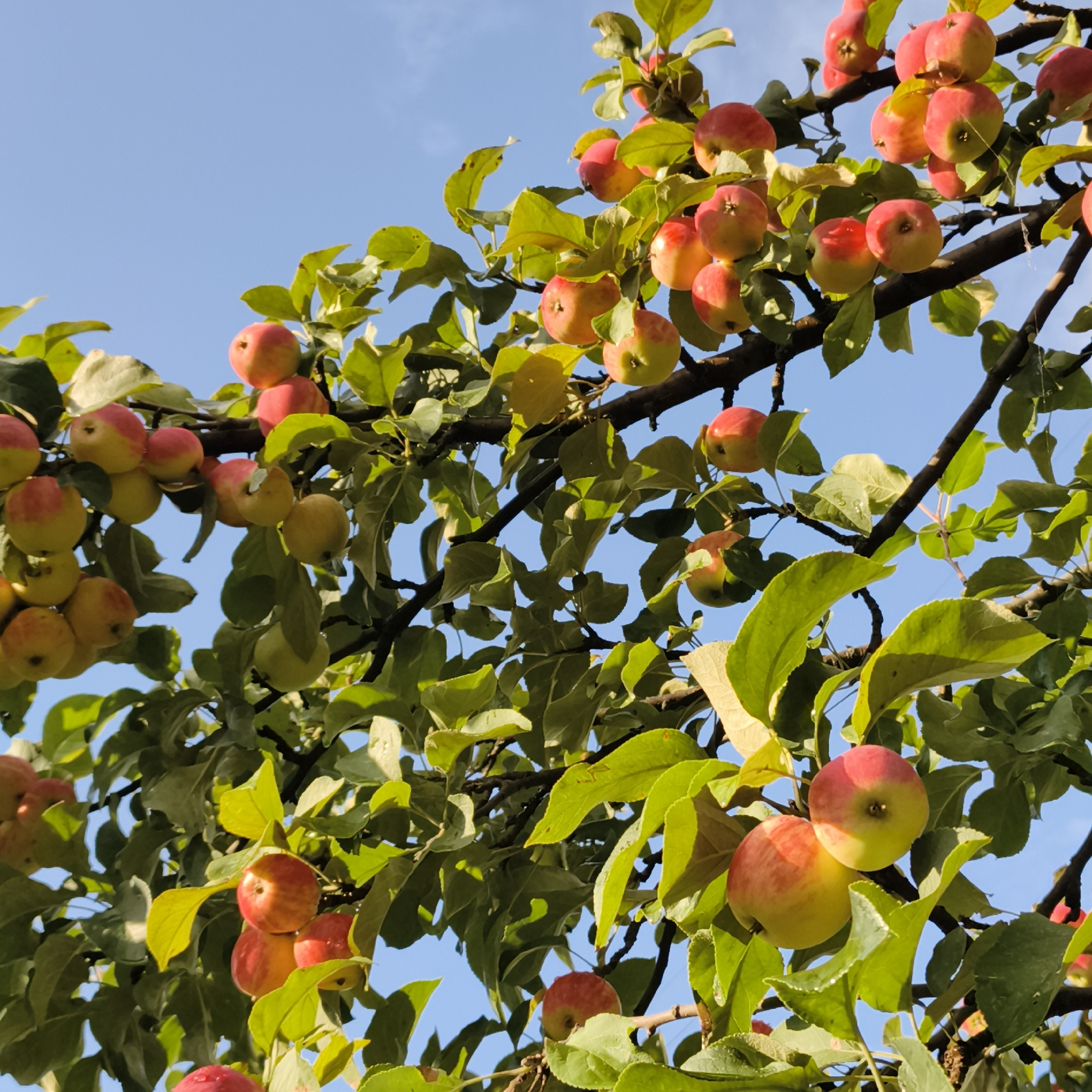 The image is a close-up, low-angle shot of a tree branch laden with ripe apples against a clear blue sky. The apples are predominantly red and yellow, varying in size and ripeness. Lush green leaves surround the fruit, some of which appear slightly yellowed, indicating the autumn season. The branches of the tree are dark and gnarled. The image was captured in the city of Chaikovsky, Russia, likely during the apple harvest season. No people or other living beings are visible in the scene. The environment is natural, depicting an outdoor orchard or garden setting.