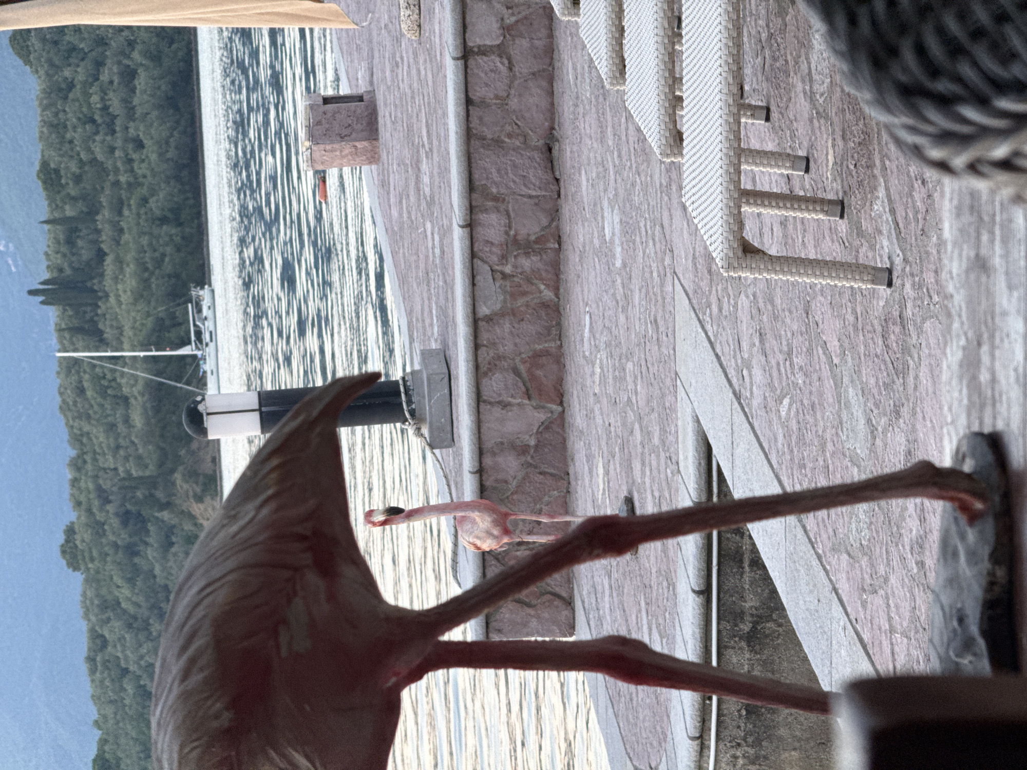 The image depicts an outdoor scene in Bogišići, Montenegro, featuring a decorative pink flamingo in the foreground. The flamingo appears to be on a tiled patio adjacent to a waterfront. In the background, a body of water extends towards a forested coastline. A sailboat is visible in the water. A portion of patio furniture is also in view.