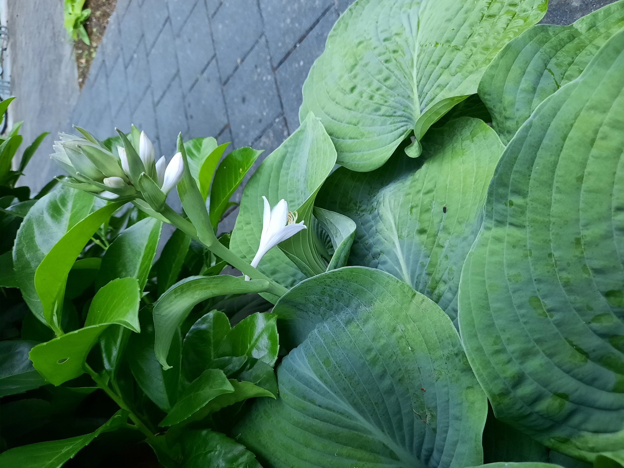 This media file shows a close-up view of hosta plants, with a cluster of white flower buds and one open white flower in the foreground. The hosta leaves are large, green, and have prominent veins, some appearing slightly wet. To the left of the hostas, there are smaller, darker green leaves of another plant. In the background, a paved walkway made of grey, rectangular stones is visible. The scene appears to be outdoors, possibly a garden or park, given the presence of plants and the walkway. The lighting suggests it could be daytime, with soft shadows. There are no people or text visible in the image. The location context is Rosenheim, Germany.