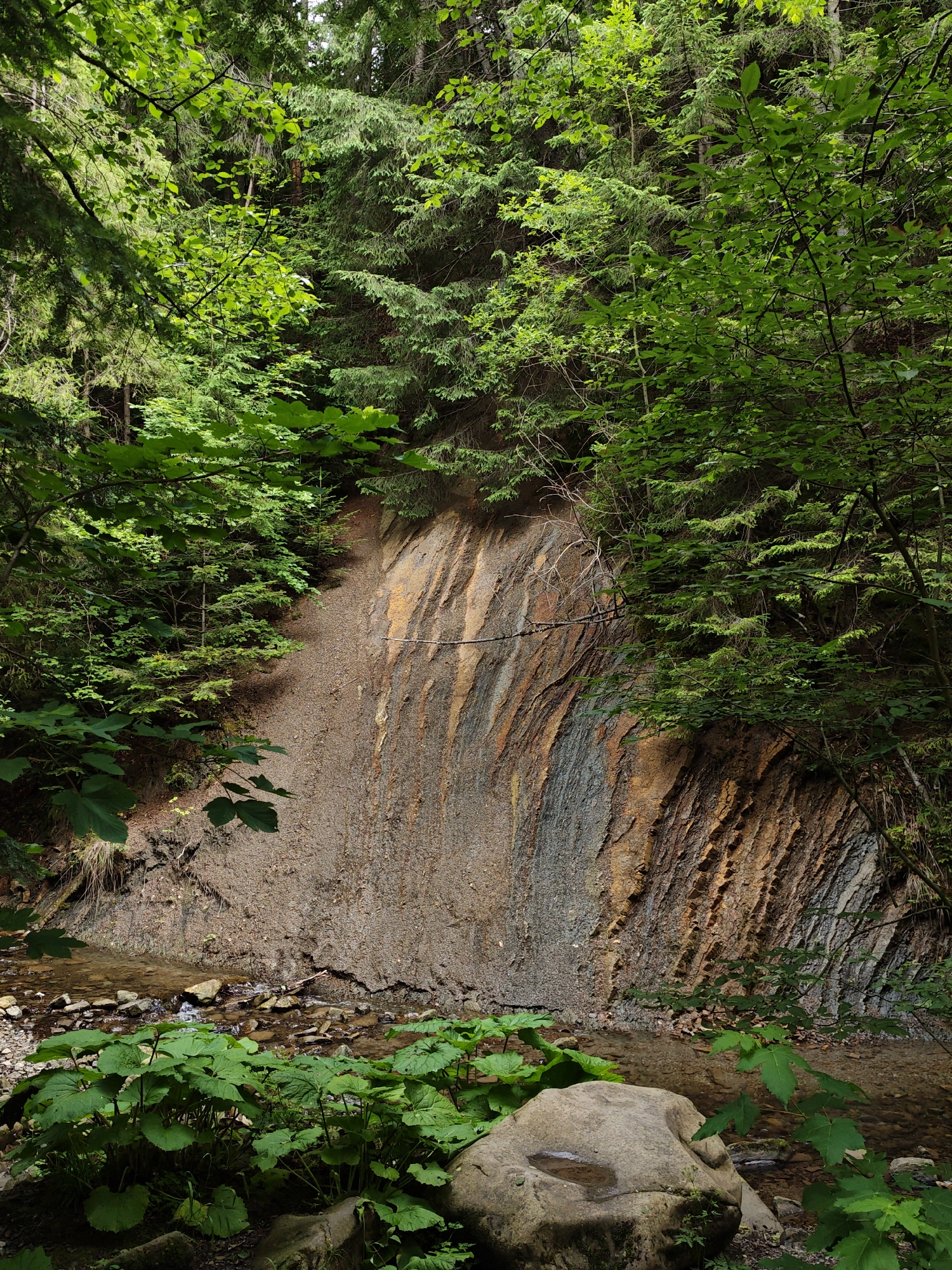 The image depicts a natural scene in Tatariv, Ukraine, characterized by a dense forest bordering a rocky, striated cliff face. A shallow stream flows in the foreground, its banks lined with large, leafy green plants and scattered stones. The cliff exhibits distinct layers of earth and rock, varying in color from reddish-brown to grey, suggesting geological stratification. Lush green foliage from trees and undergrowth encroaches on the scene from the left and right, casting shadows and creating a dappled light effect. The overall impression is one of a secluded, verdant natural environment. There are no people or animals visible in the image, nor any man-made structures.