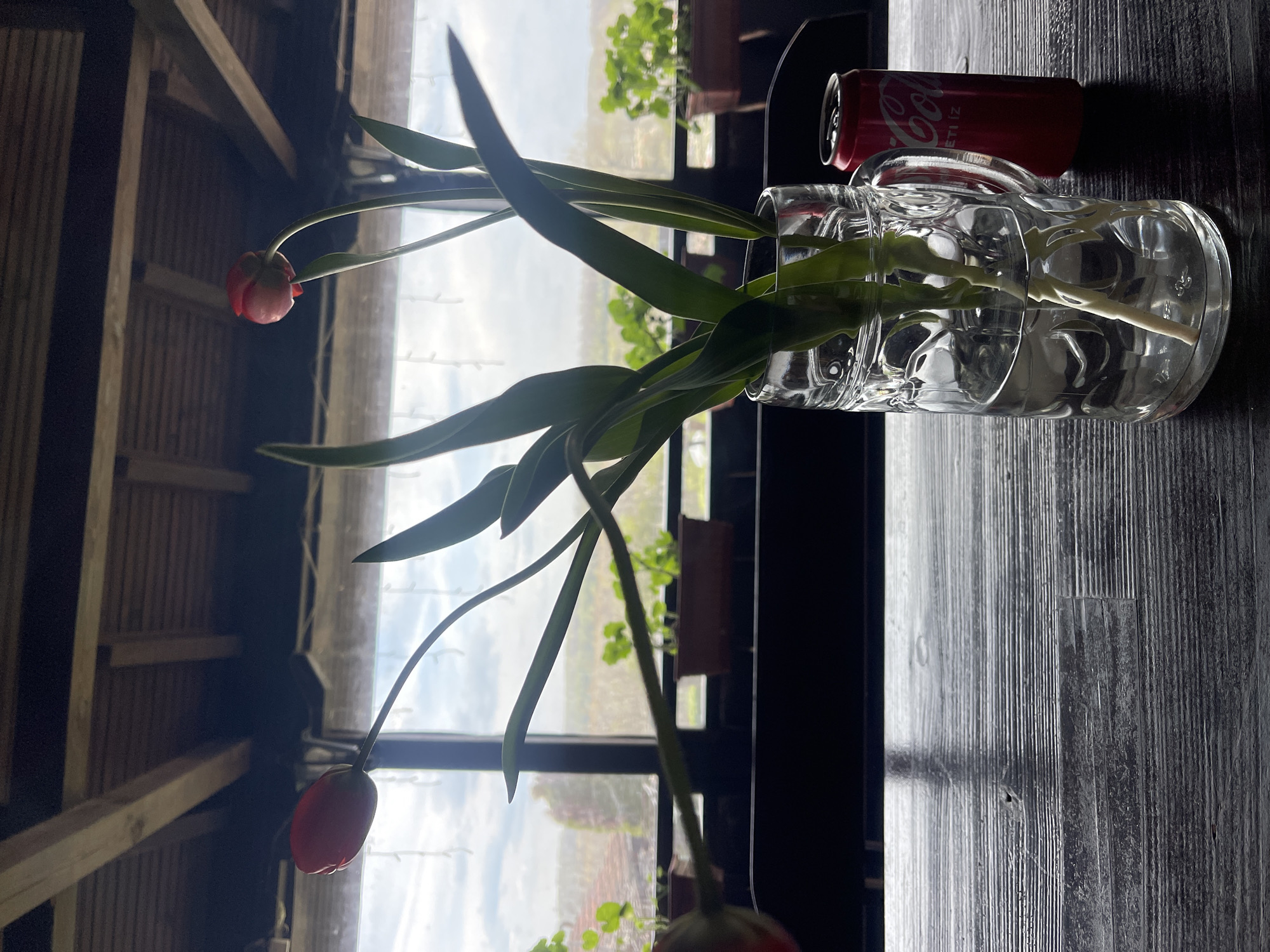 A still life image captures a beer mug filled with water, supporting tulips with closed, red buds. Next to the mug is a can of Coca-Cola. The arrangement rests on a dark, textured surface resembling a wooden table, which contrasts with the bright backdrop of a window. Outside the window, greenery and glimpses of a landscape are visible. The photo includes rafters of a roof in the background. Given the location in Somovit, Bulgaria, the scene likely represents an interior setting where local flora has been brought indoors as a decoration. There are no people present in the scene, and the focus is on the inanimate objects and the natural elements framed by the window.