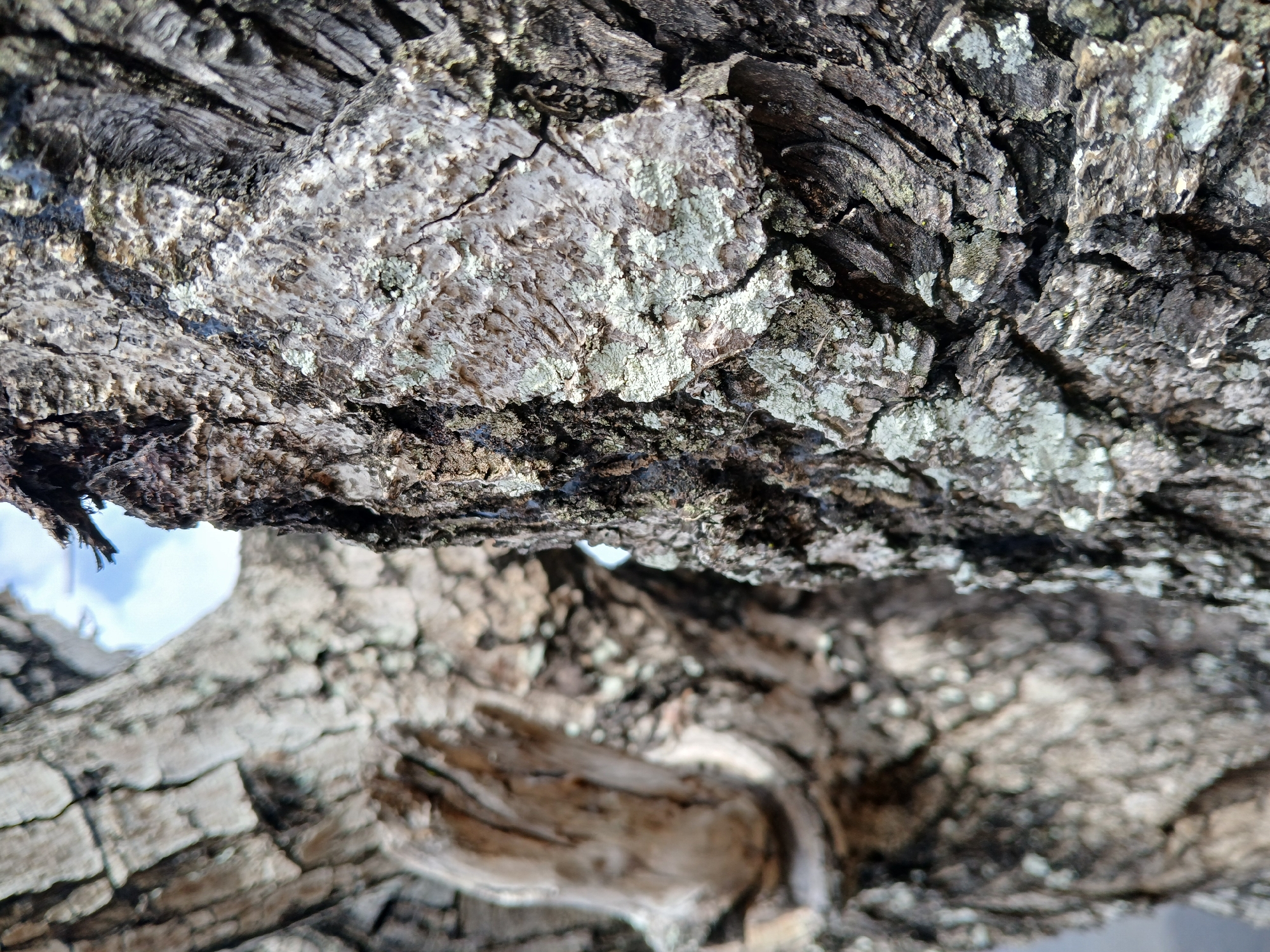 The image depicts a close-up view of tree bark. The bark is textured and appears to be aged, featuring a combination of dark brown, gray, and white patches. Some areas have lichen growing on the surface. In the background, blurred, there's a glimpse of a blue sky. The subject is likely a tree branch, possibly from a tree located in or near Guayana City, Venezuela, given the request. The scene focuses on the bark's details, with no people or actions visible. The environment is a natural setting, specifically a tree.