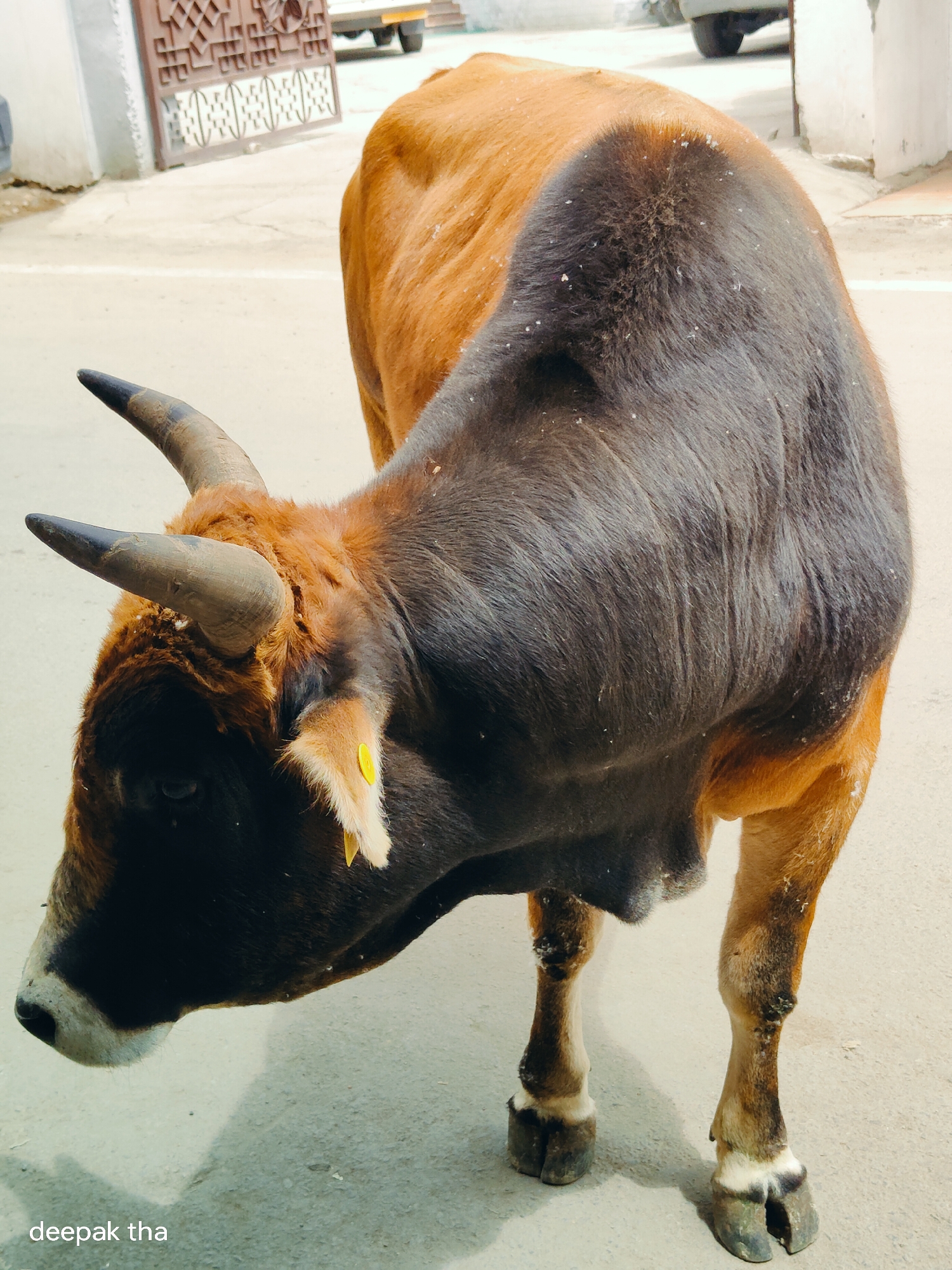 A close-up, high-angle shot captures a cow in the city of Leh, India. The cow is positioned facing left, with its head lowered and turned. Its fur is a mix of brown and dark grey, with scattered white particles on its back. The animal has two distinct horns, one pointing upwards and slightly to the left, the other curving downwards and to the right. A yellow tag is visible on its right ear. The cow stands on a light-colored paved surface, possibly a street or courtyard, with shadows cast from an unseen light source. In the background, a partially visible brown decorative metal gate and a portion of a vehicle can be observed. The overall impression is a candid street-level view of the animal in its urban environment.