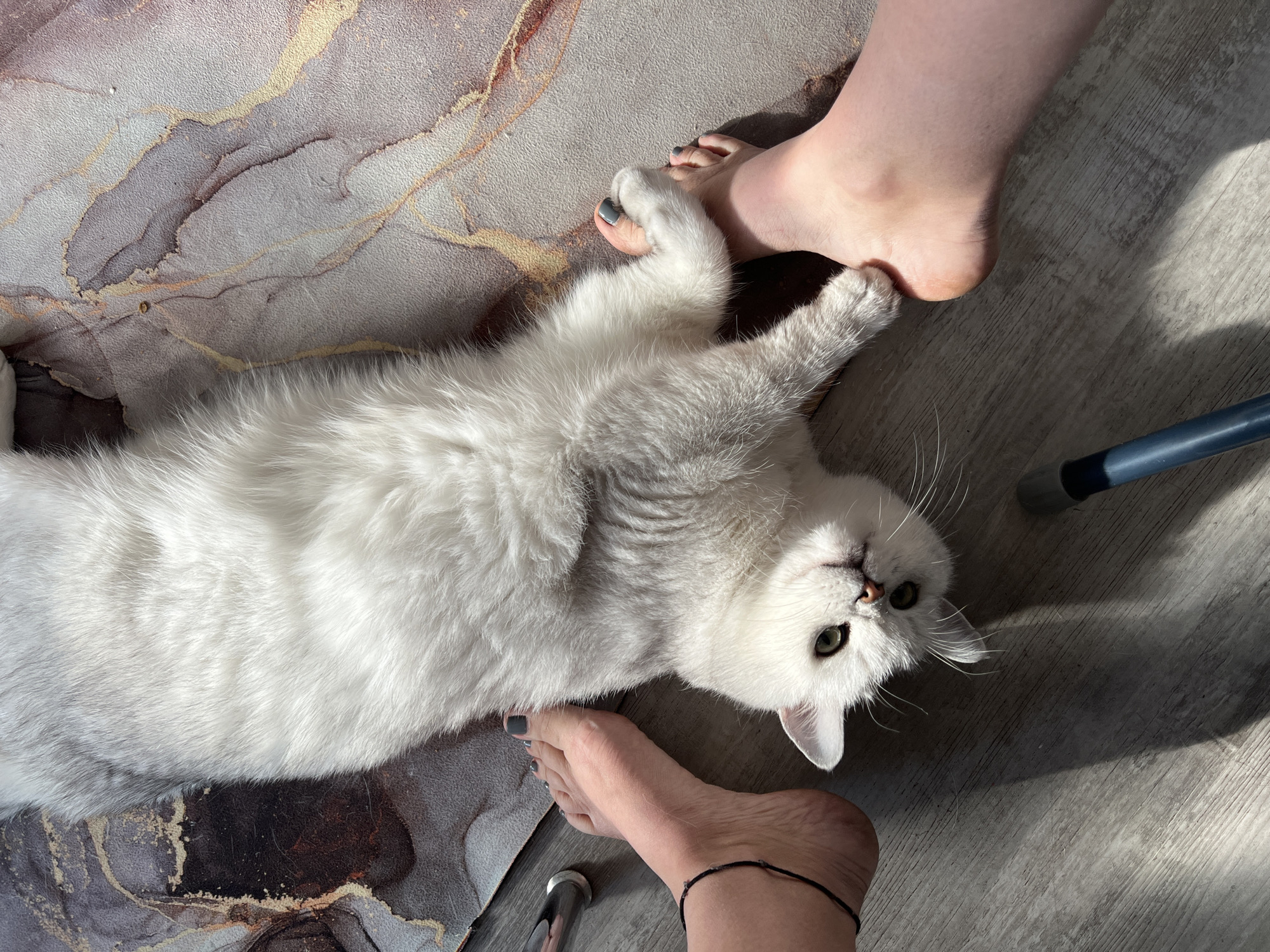 A white cat is lying on its back on a grey rug and grey wooden floor. Two human feet are visible on either side of the cat. The rug has a marble pattern with brown, grey, and gold swirls. The human feet have painted toenails and one has an anklet. A grey metal object is visible near the feet. The scene appears to be indoors.