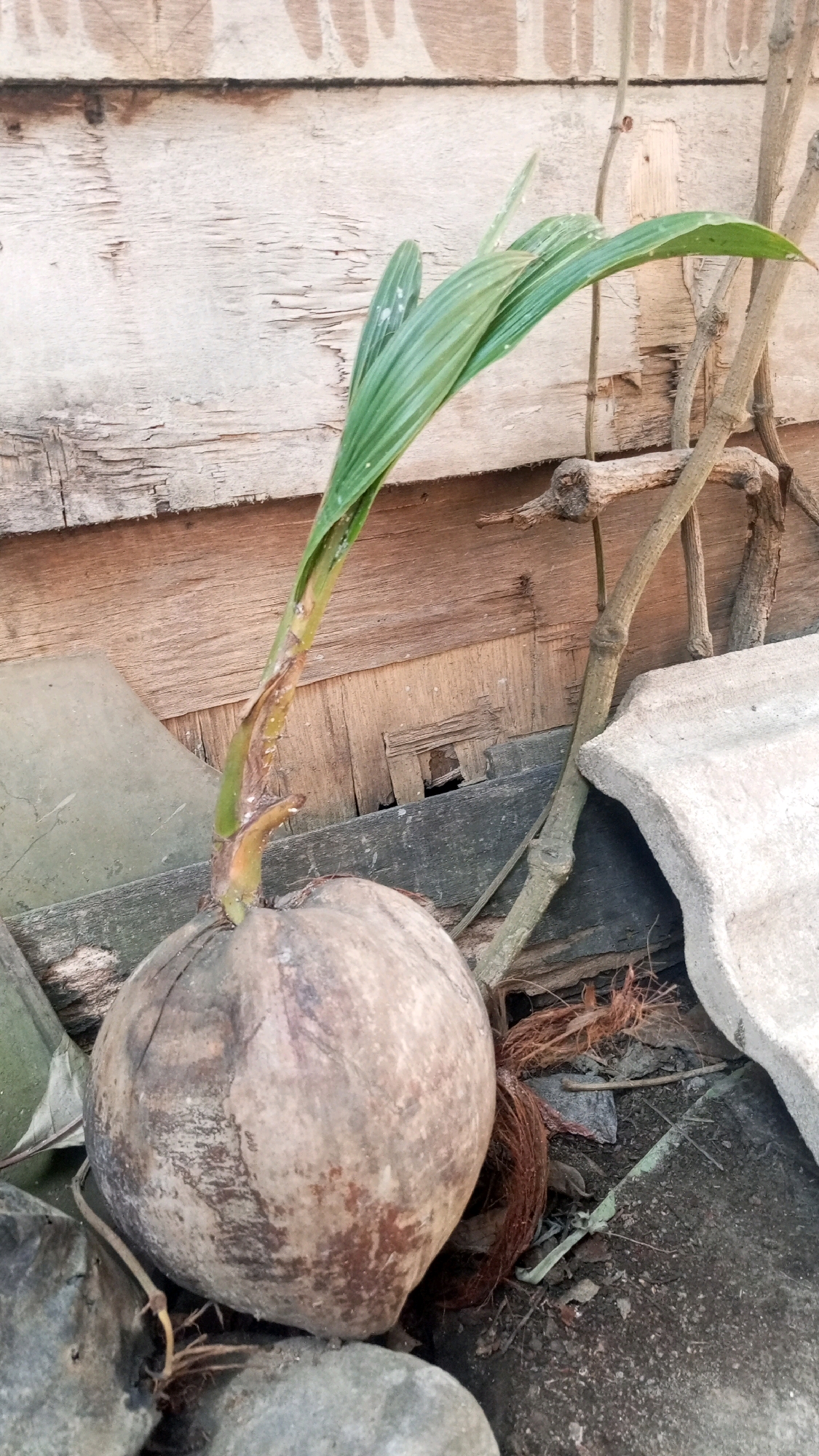 In Mangliawan, Indonesia, a young coconut sprout emerges from a whole coconut. The coconut, predominantly brown and textured, sits amidst a scattering of debris including rocks, dry foliage, and what appears to be fibrous coconut husk. A thin, dried branch runs diagonally through the frame, intersecting with the coconut sprout. The background consists of weathered wooden planks, exhibiting horizontal grain and signs of age. A light-colored, curved object, possibly roofing material, is visible on the right side of the image. The scene is illuminated by natural light, casting subtle shadows.