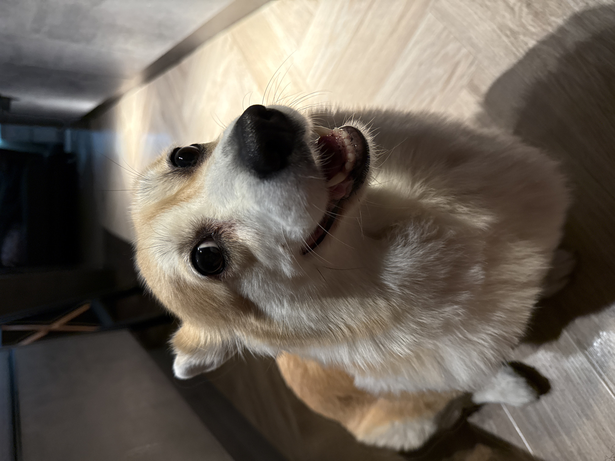 A low-angle, close-up shot depicts a tan-and-white corgi dog looking upward with its mouth slightly open, revealing its teeth. The dog's large, dark eyes are focused on the viewer. The background is a wooden floor with a dark shadow and a glimpse of a dark object underneath a light-colored surface, possibly a table. The lighting is mixed, with bright highlights and deep shadows. There is no evidence to suggest this image was taken in Krasnoyarsk, Russia.