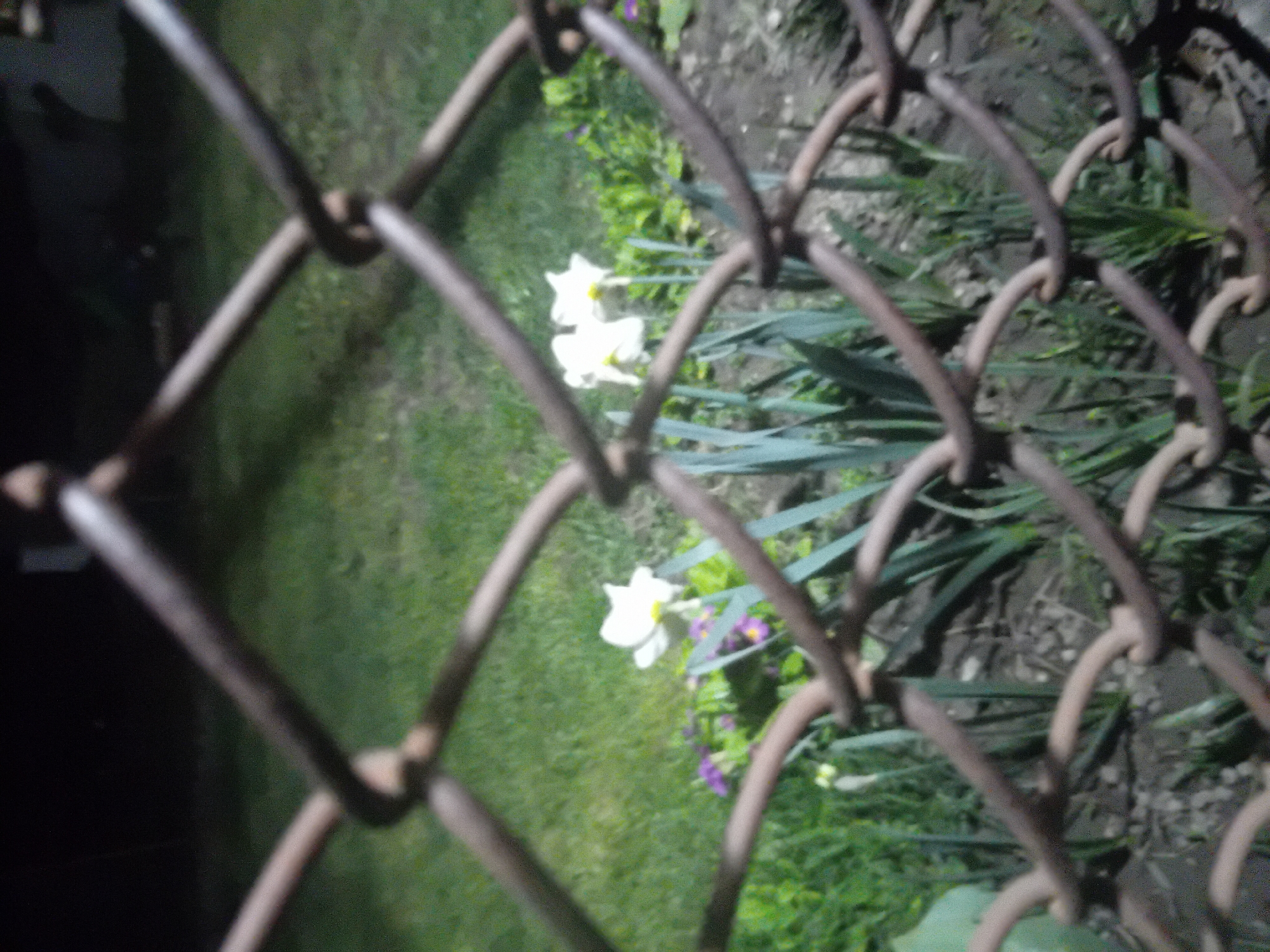 The image shows a close-up of a chain-link fence with vegetation behind it. White and yellow flowers are visible among green leaves. The background includes grass and darker areas. The scene appears to be outdoors, possibly in a garden or yard. The location is unspecified, the city and Unknown, Unknown.