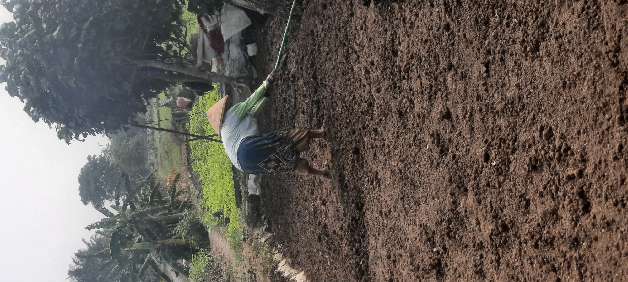 The image depicts a farmer, wearing a conical hat and traditional clothing, tilling the soil in a field located in Ploso, Indonesia. The farmer is using a rake to loosen and prepare the ground. The environment appears to be rural, with agricultural fields, banana trees, and other foliage visible in the background. The sky is overcast, suggesting a potentially humid or misty day. The soil is dark brown and appears to be recently worked.