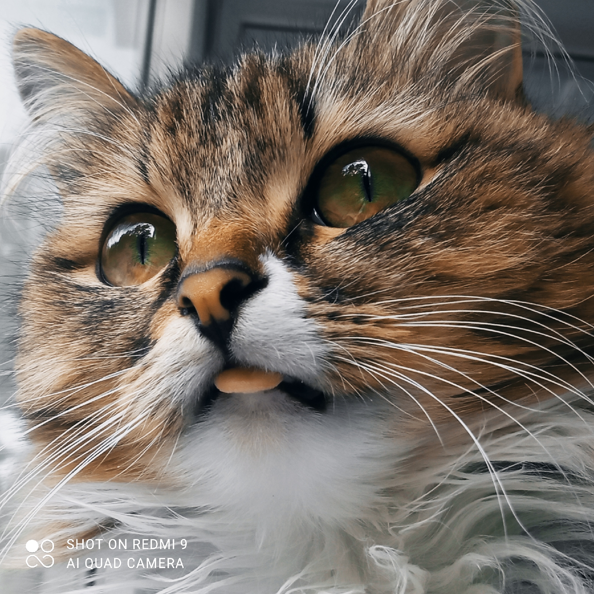 A close-up, eye-level shot shows the face of a calico cat, looking upwards and slightly to the left. The cat has large, green eyes with vertical pupils. Its fur is a mix of brown, black, and white. The cat's tongue is slightly extended from its mouth. In the bottom left corner of the image, a watermark reads "SHOT ON REDMI 9 AI QUAD CAMERA." The background is blurred, with hints of grey and white vertical lines, suggesting an indoor setting. There is no discernible location in the city of Chaikovsky, Russia.
