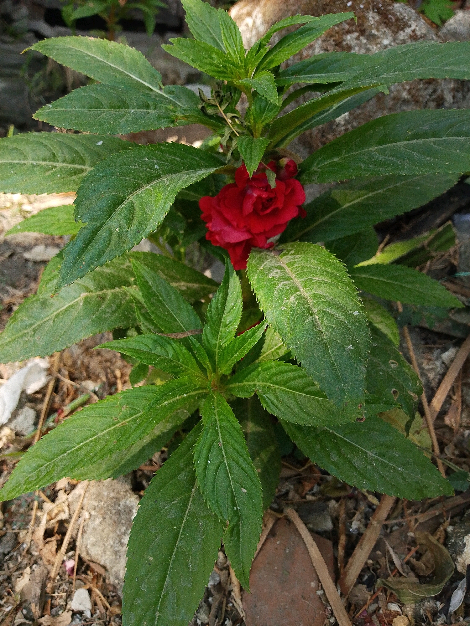 This is a close-up, eye-level shot of a bright red Impatiens hawkeri flower in bloom, with its velvety petals peeking out from a cluster of lush green leaves. The plant is growing outdoors, likely in a garden or yard, with dry leaves, twigs, and a few small rocks scattered on the ground around its base. A larger, moss-covered rock is visible in the background, suggesting a natural or somewhat unkempt environment. The lighting is natural daylight, casting soft shadows. The image was taken in Sugio, Indonesia.