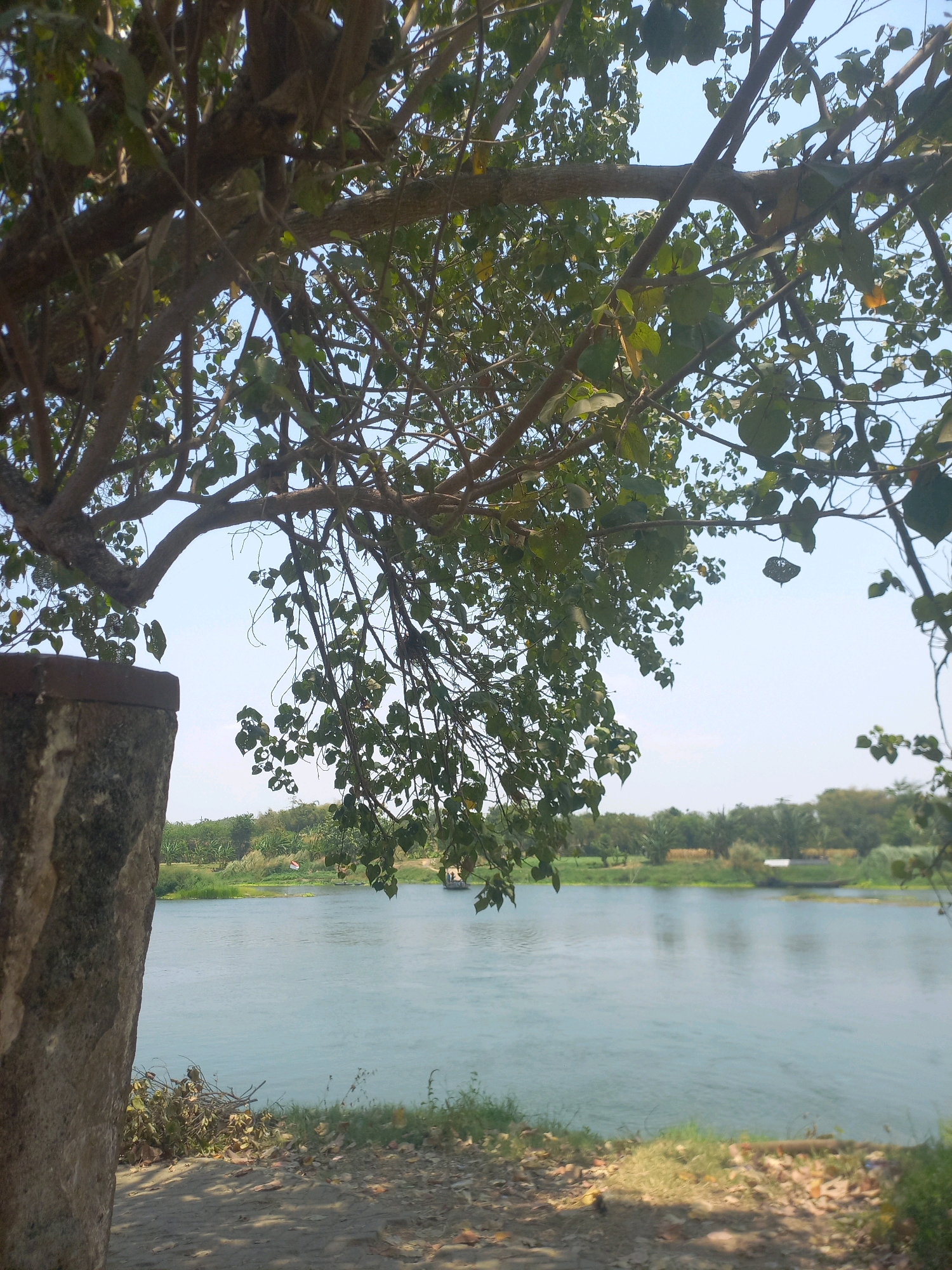 A tranquil view of a wide, calm river in Puskesmas Keboan, Indonesia, is captured under a clear sky. The foreground is dominated by the textured, weathered surface of a stone pillar on the left, partially obscuring a dirt path scattered with dry leaves and grass. Overhanging branches of a large tree, laden with green leaves, create a natural canopy, with sunlight filtering through to cast dappled shadows on the ground. Beyond the riverbank, a lush green landscape unfolds, featuring dense foliage and a distant treeline, suggesting a natural or rural environment. The river itself reflects the sky and surrounding greenery, with gentle ripples on its surface. A small boat is visible in the distance on the right side of the river, adding a subtle human element to the serene natural scene. The overall atmosphere is peaceful and serene, with a strong emphasis on the interplay of light and shadow, and the organic textures of the natural elements.