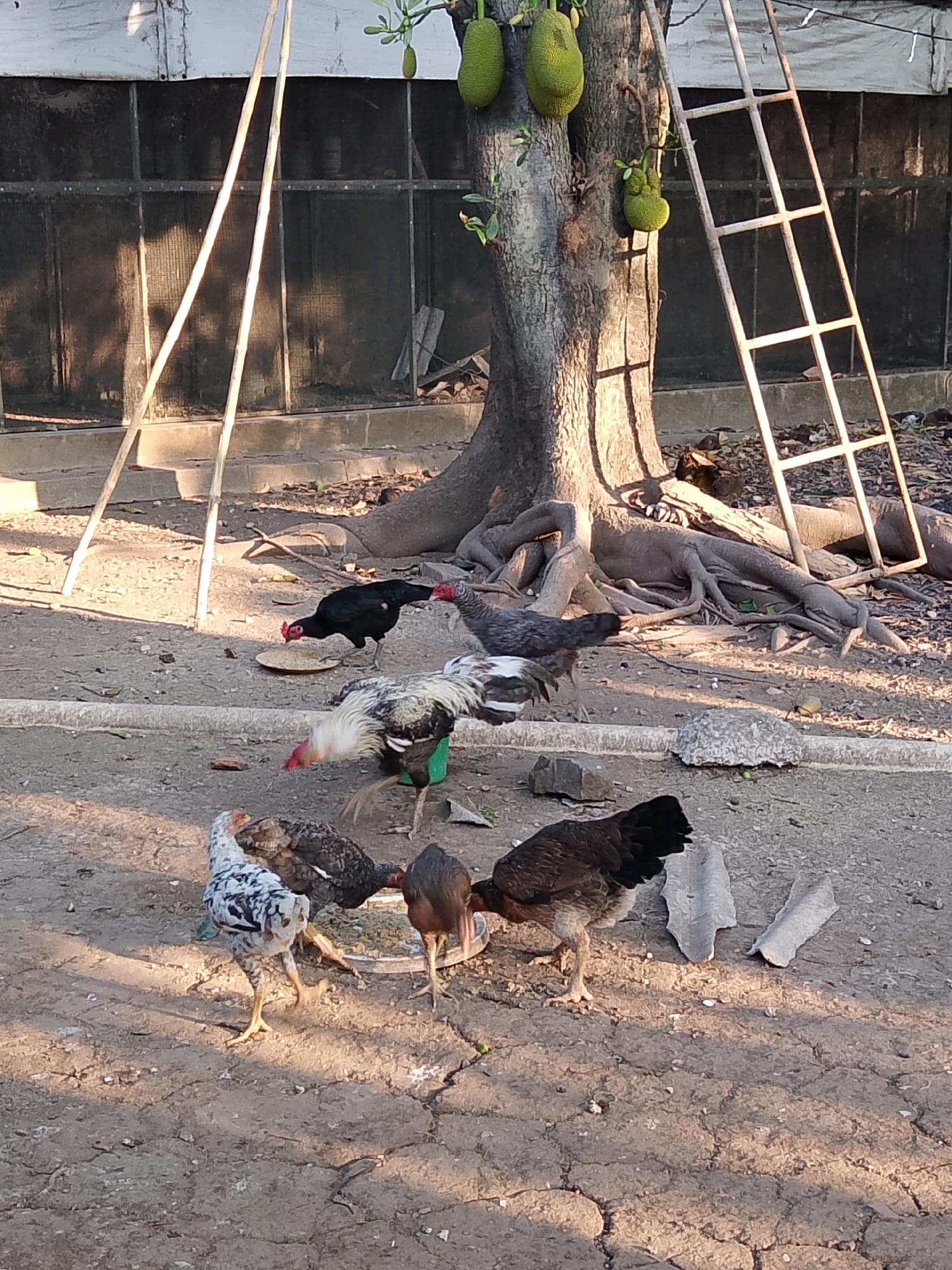 In Cirebon, Indonesia, an outdoor scene unfolds with a group of chickens foraging around a tree with exposed roots. Two wooden poles stand to the left, leaning against a weathered white structure. A metal ladder is propped against the tree on the right. The ground is dry and cracked, with scattered leaves and debris. Jackfruit, appearing unripe, hang from the tree. The lighting suggests it is either early morning or late afternoon, casting long shadows. The chickens, a mix of breeds and colors including black, white and speckled, are pecking at what appears to be food in shallow dishes.