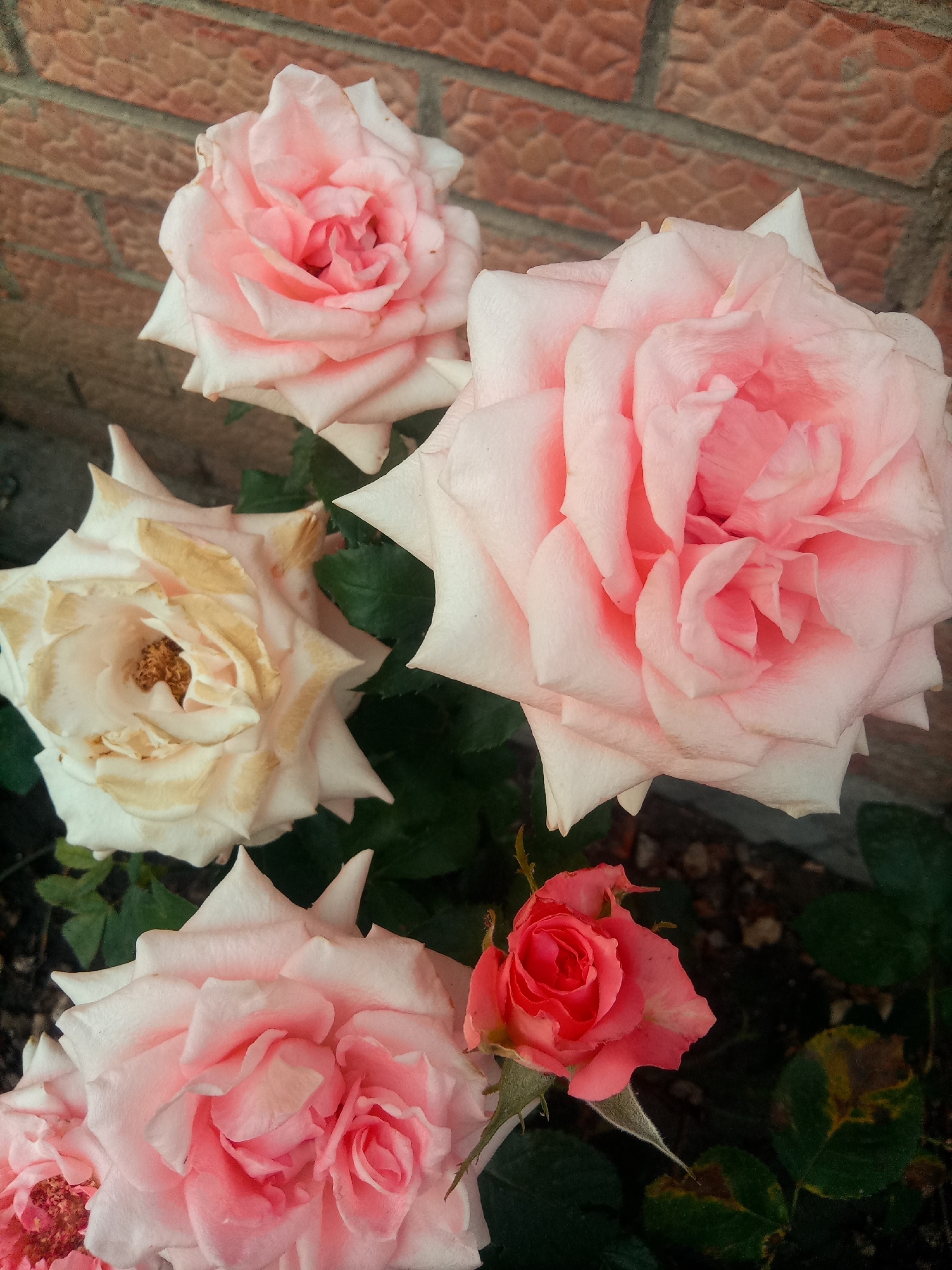 A high-angle, close-up shot displays a cluster of roses in various stages of bloom, set against a brick wall in the background. The roses are predominantly pale pink and white, with one rose showing signs of wilting and browning on its petals. A small, tightly budded coral rose is visible in the lower right quadrant of the image, adding a splash of vibrant color. The surrounding foliage is a dark green, with some leaves exhibiting brown spotting. The ground beneath the roses appears to be covered in dark soil and small stones. The lighting is soft, suggesting an overcast day or diffused natural light.
