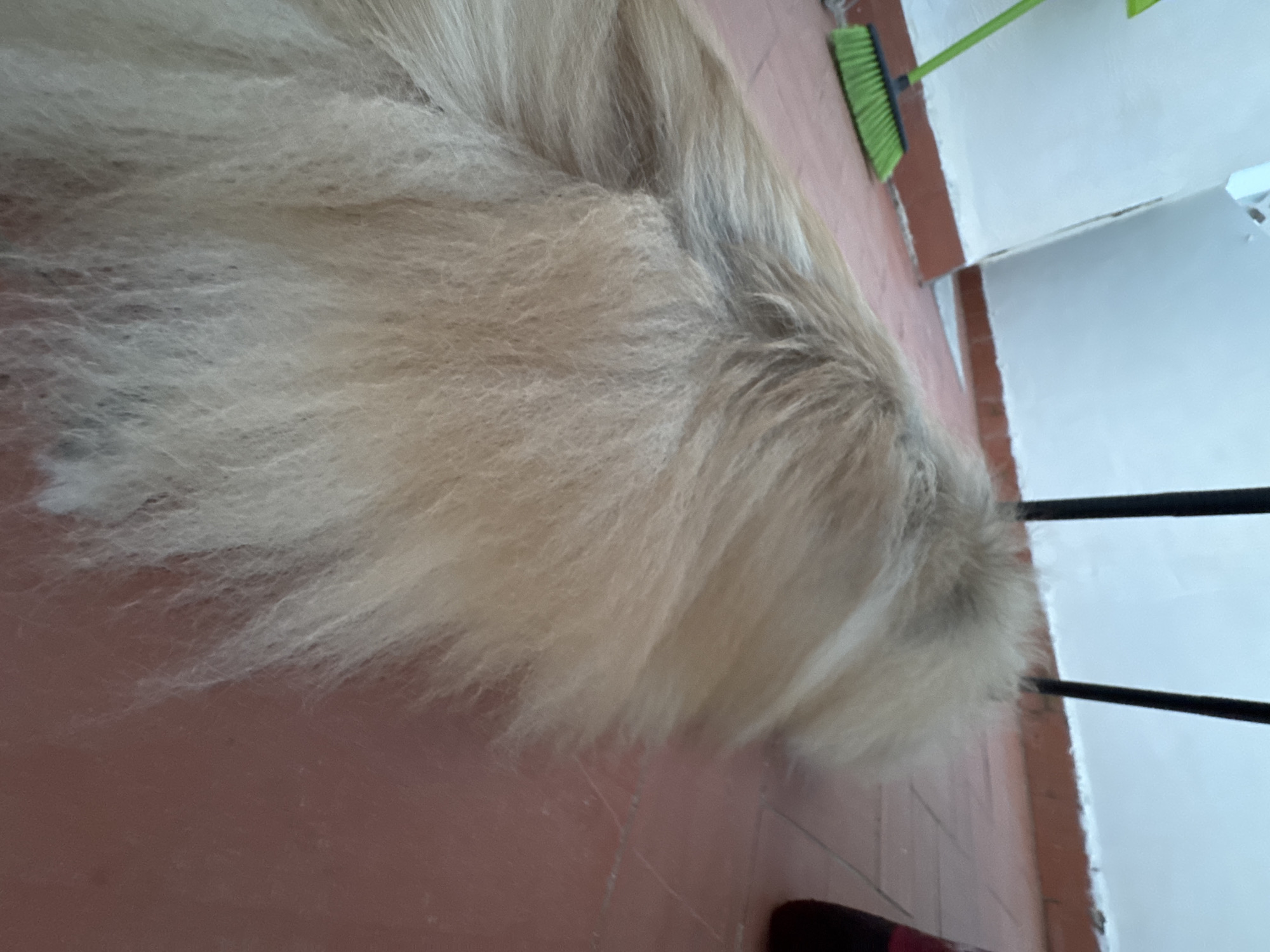 The image depicts the hindquarters of a light-colored, long-haired animal, possibly a dog, lying on a reddish-brown tiled floor. The animal's fur is the dominant feature, appearing fluffy and somewhat matted in places. In the background, a white wall is visible, with a dark brown border near the floor. A green broom with black bristles leans against the wall to the left of the frame. To the right, a dark object, potentially a shoe or bag, is partially visible. The scene appears to be an outdoor patio or balcony area, given the tiled floor and proximity to a wall. The overall lighting suggests it is daytime. The image is focused on the animal's fur and the texture of the floor.
