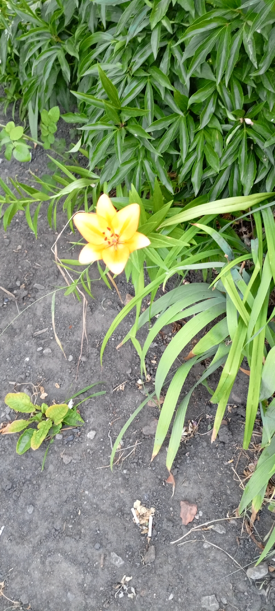 A close-up, eye-level shot focuses on a single, bright yellow lily bloom with six petals and a prominent stamens and pistil in its center. The flower is in the foreground, slightly left of center, and is surrounded by lush, deep green foliage, some of which are long, sword-like leaves. The background consists of more dense, dark green leaves and stems, creating a layered effect. The ground in the lower portion of the image is dark, granular soil with scattered small pebbles and some dried plant matter. A small cluster of green leaves emerges from the soil to the left of the flower. The overall scene depicts a garden setting, likely in good weather, suggesting a daytime shot due to the bright illumination of the flower. The image is likely taken outdoors in a natural environment. There is no visible text.