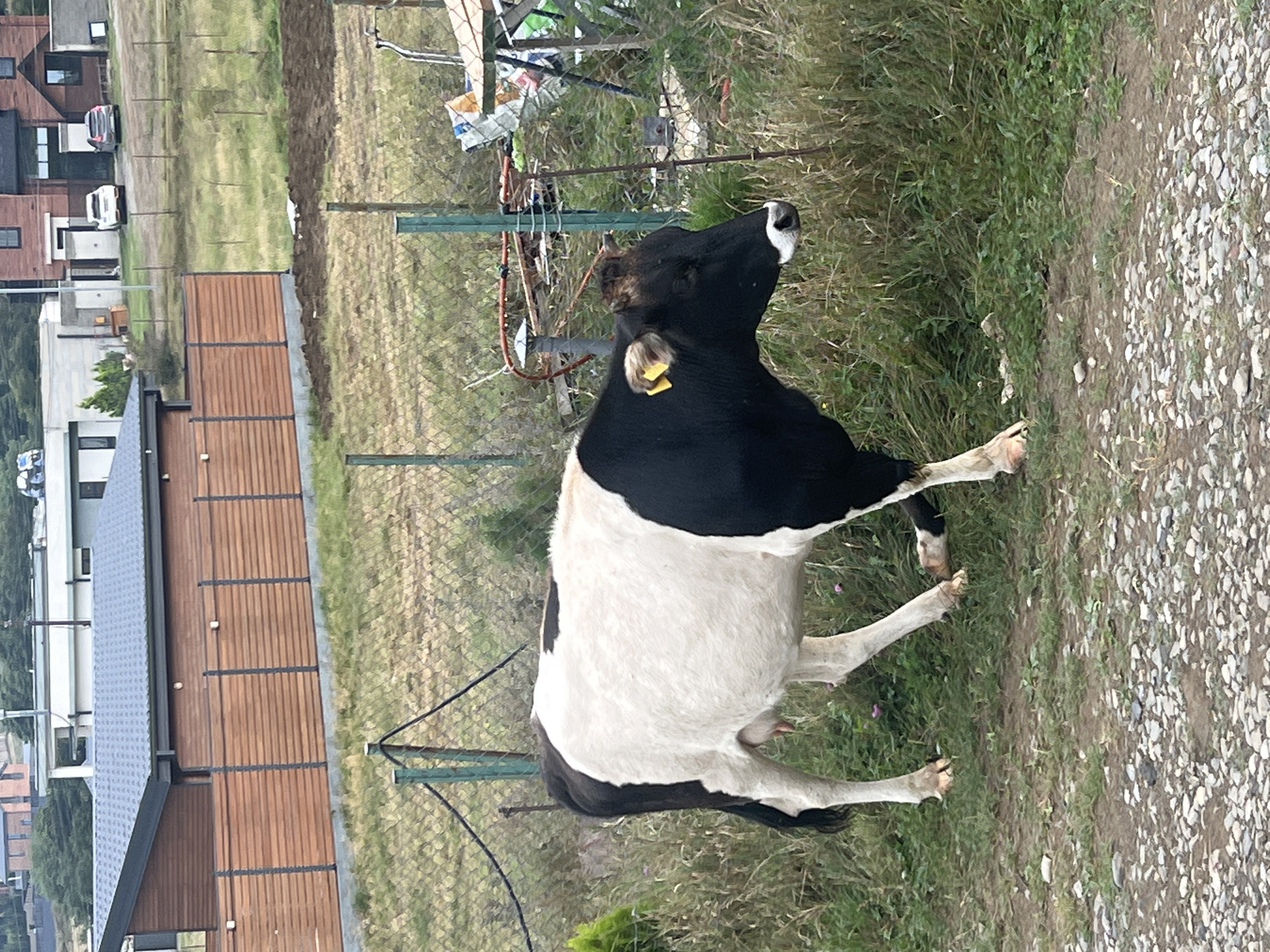 A black and white cow stands in a grassy area in Tsodoreti, Georgia. The cow is facing to the right and its head is turned to the left, looking forward. It has a yellow tag on its left ear. In the background, there is a wooden fence, a building with a gray roof, and some trees. The ground is covered with grass and pebbles.